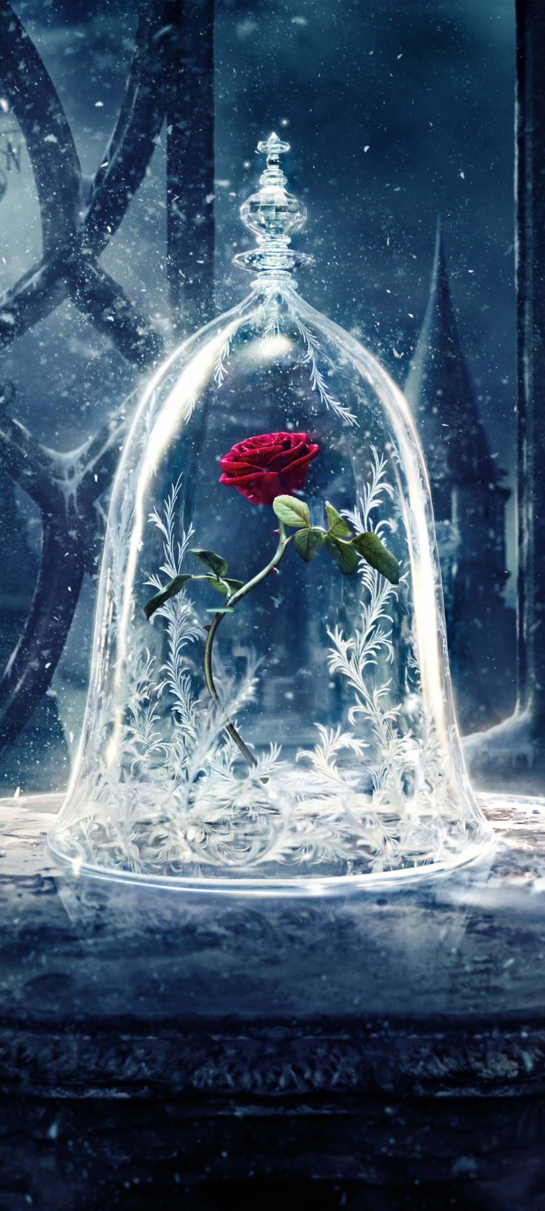 Rose Wallpaper 4K, Beauty and the Beast, 5K, Flowers, #5361