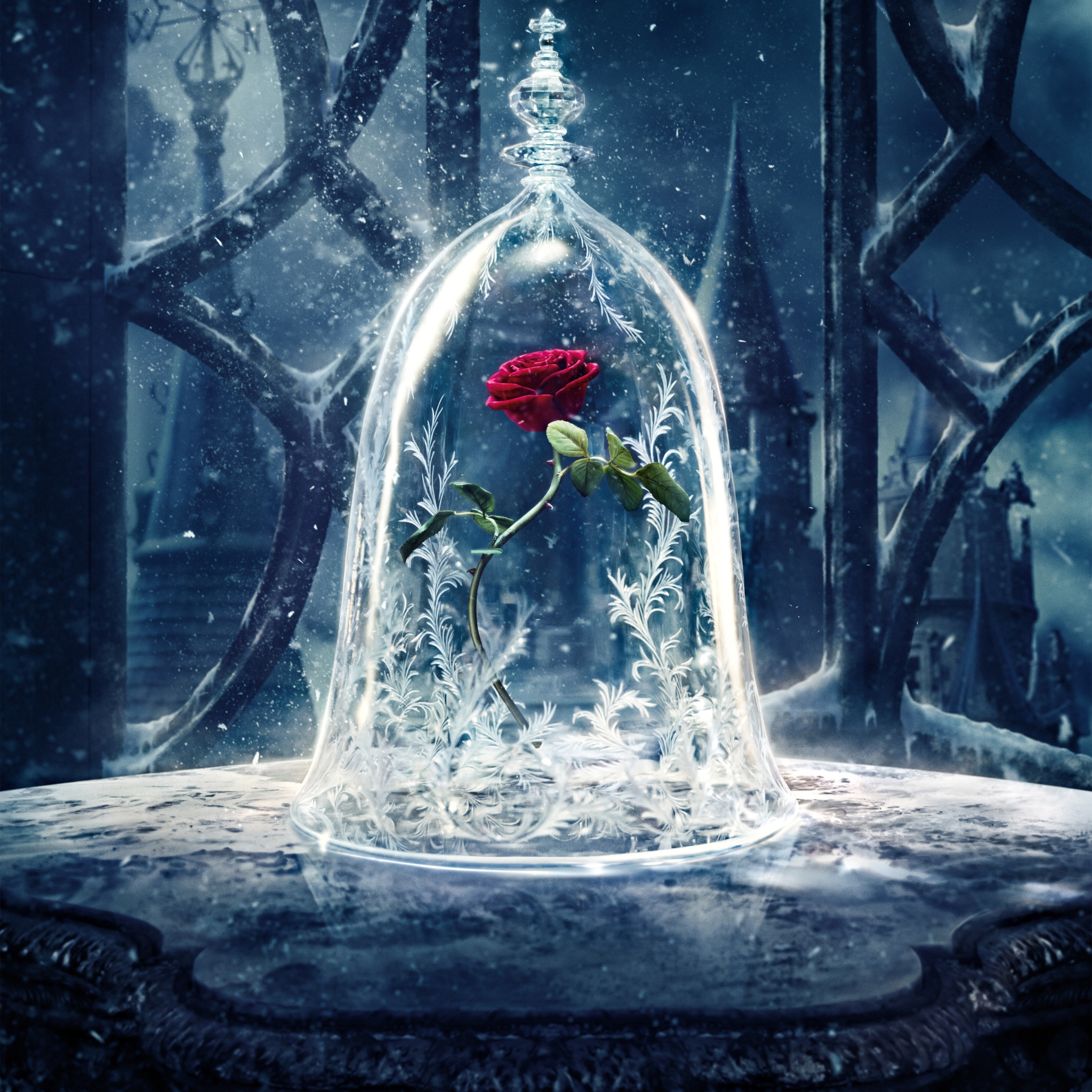 Rose Wallpaper 4K, Beauty and the Beast, 5K, Flowers, #5361