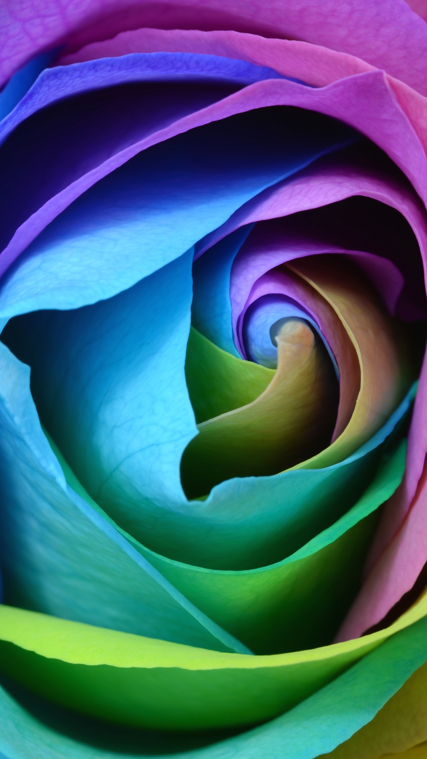 Flower Rose Wallpaper APK for Android Download