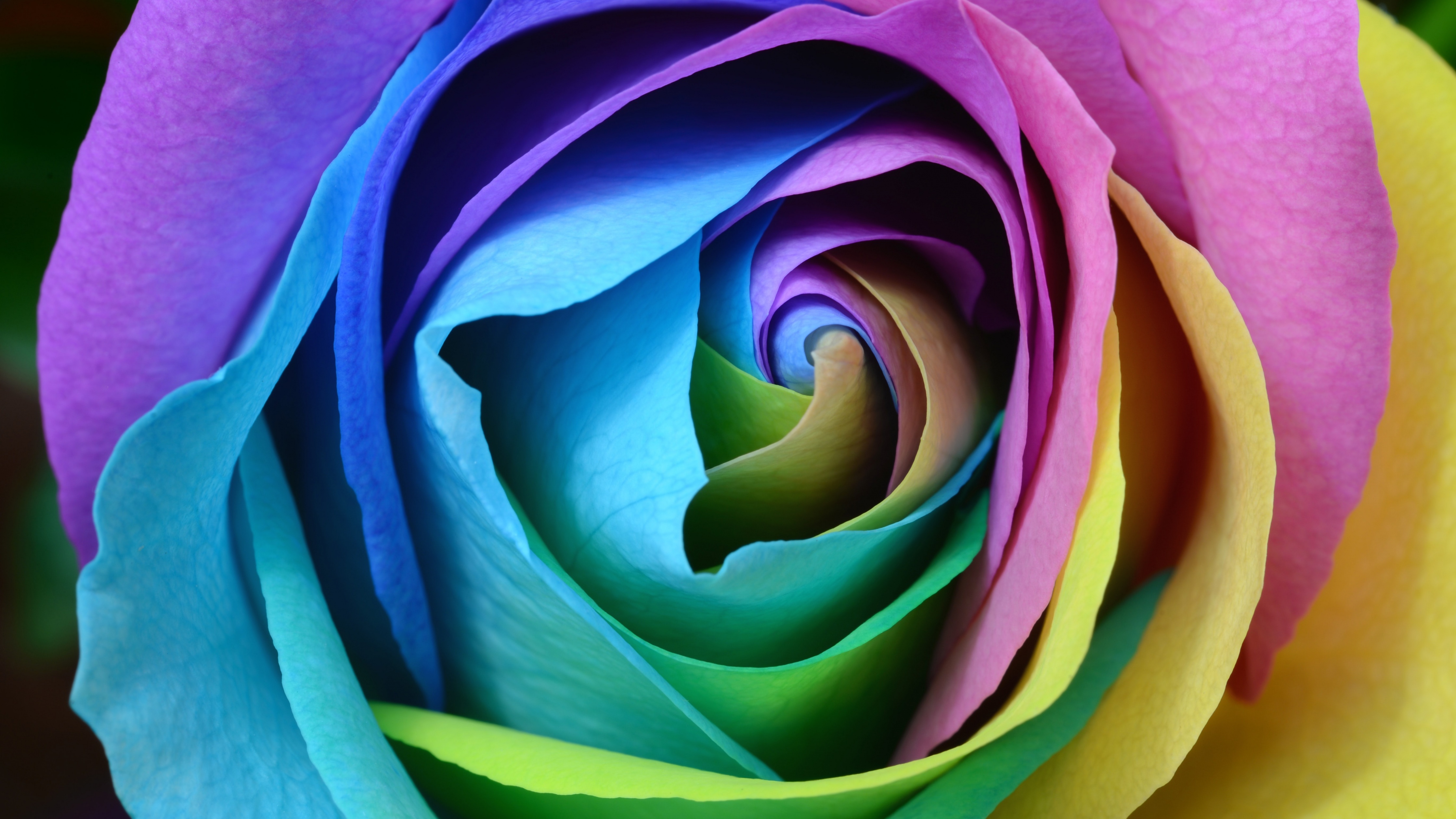 Rose flower Wallpaper 4K, Colorful, Multicolor, Flowers, #2838