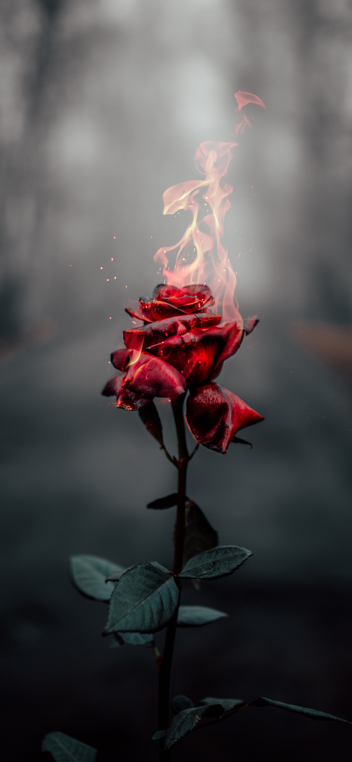 Rose flower Wallpaper 4K, Fire, Burning, Dark, Flowers, #464
