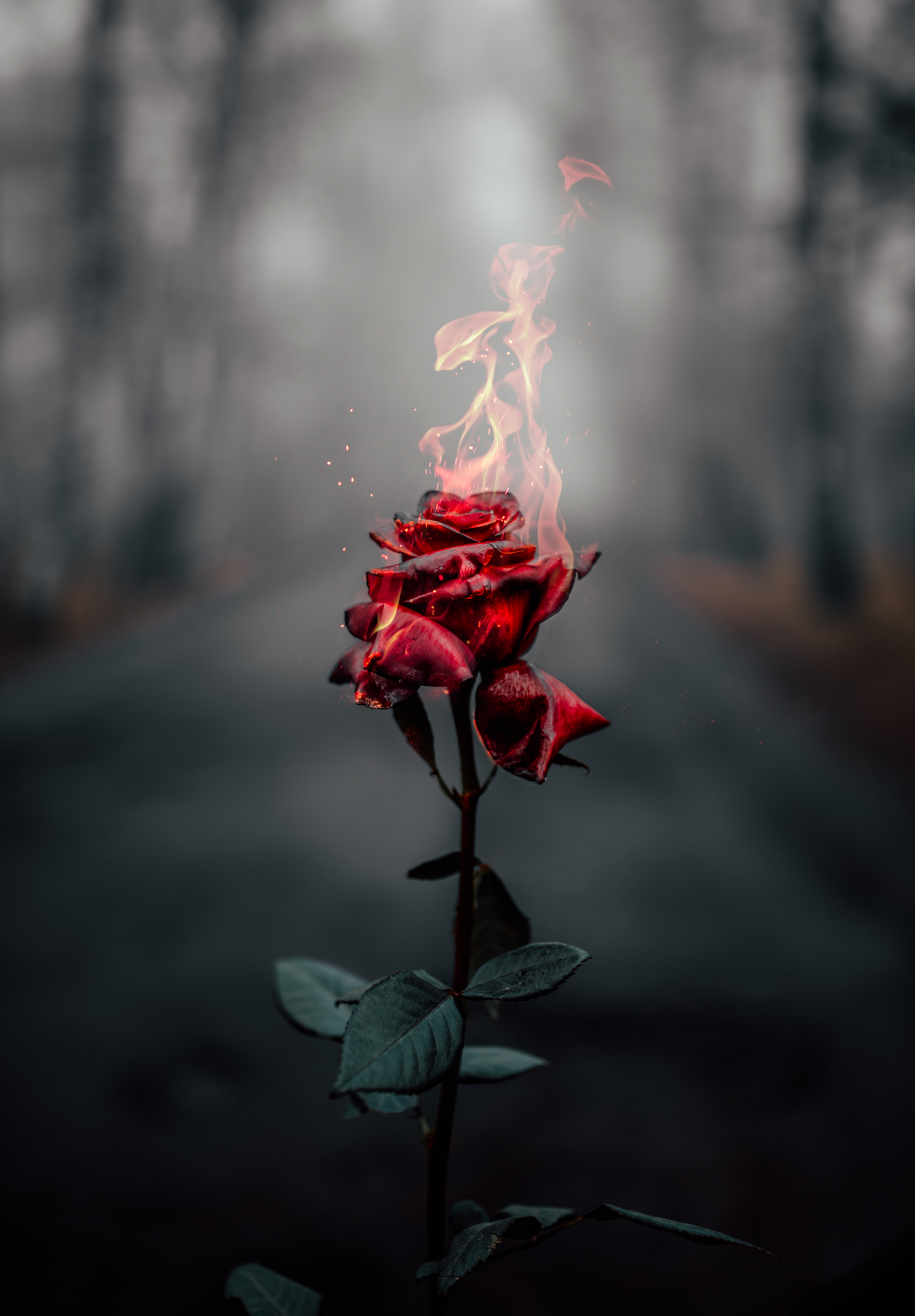 Rose flower 4K Wallpaper, Fire, Burning, Dark, Flowers, #464