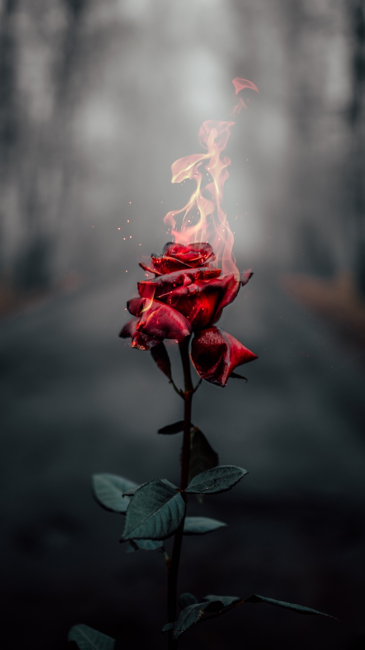 Rose flower Wallpaper 4K Fire Burning Dark Aesthetic 464