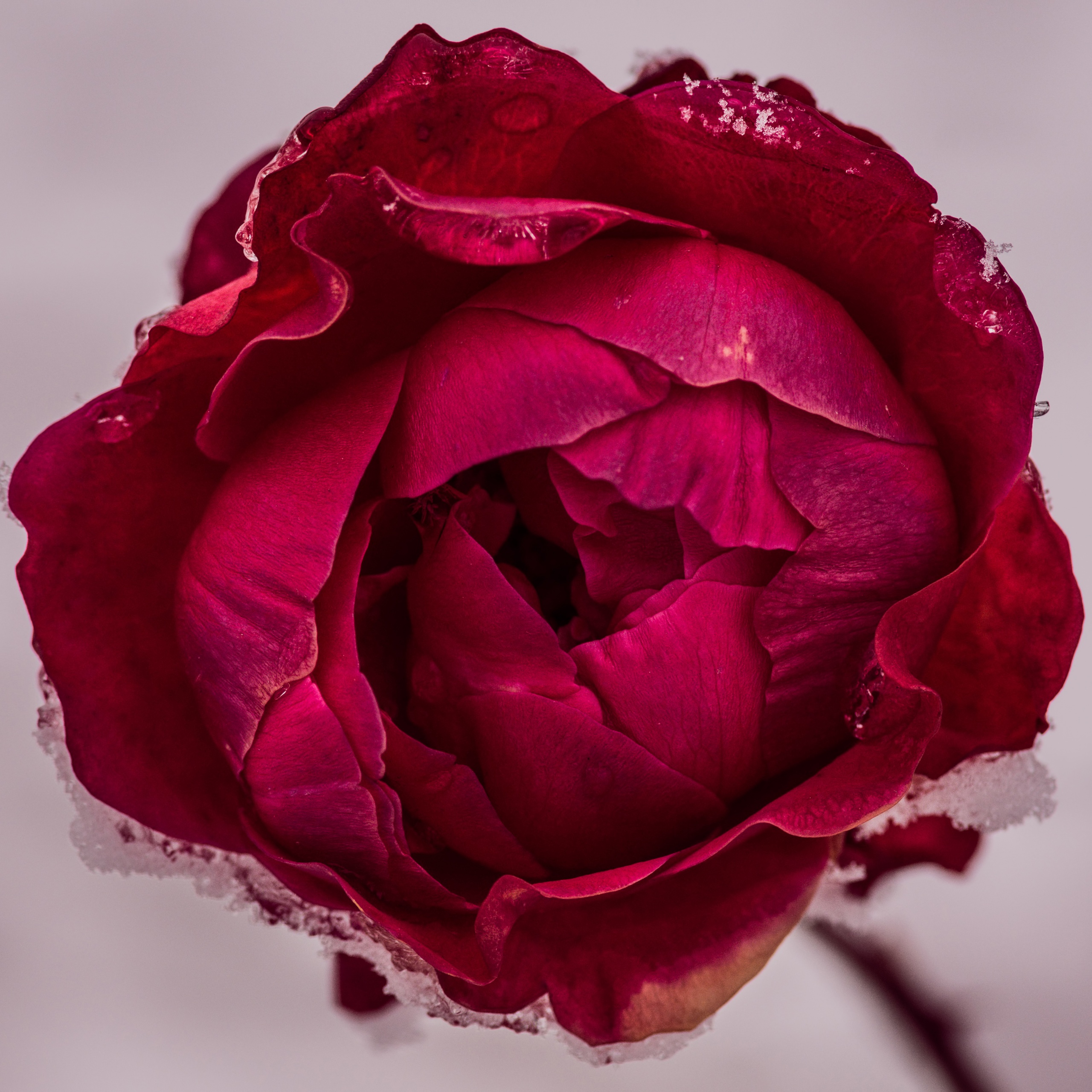 Rose flower Wallpaper 4K, Red Rose, Macro, Flowers, #8549
