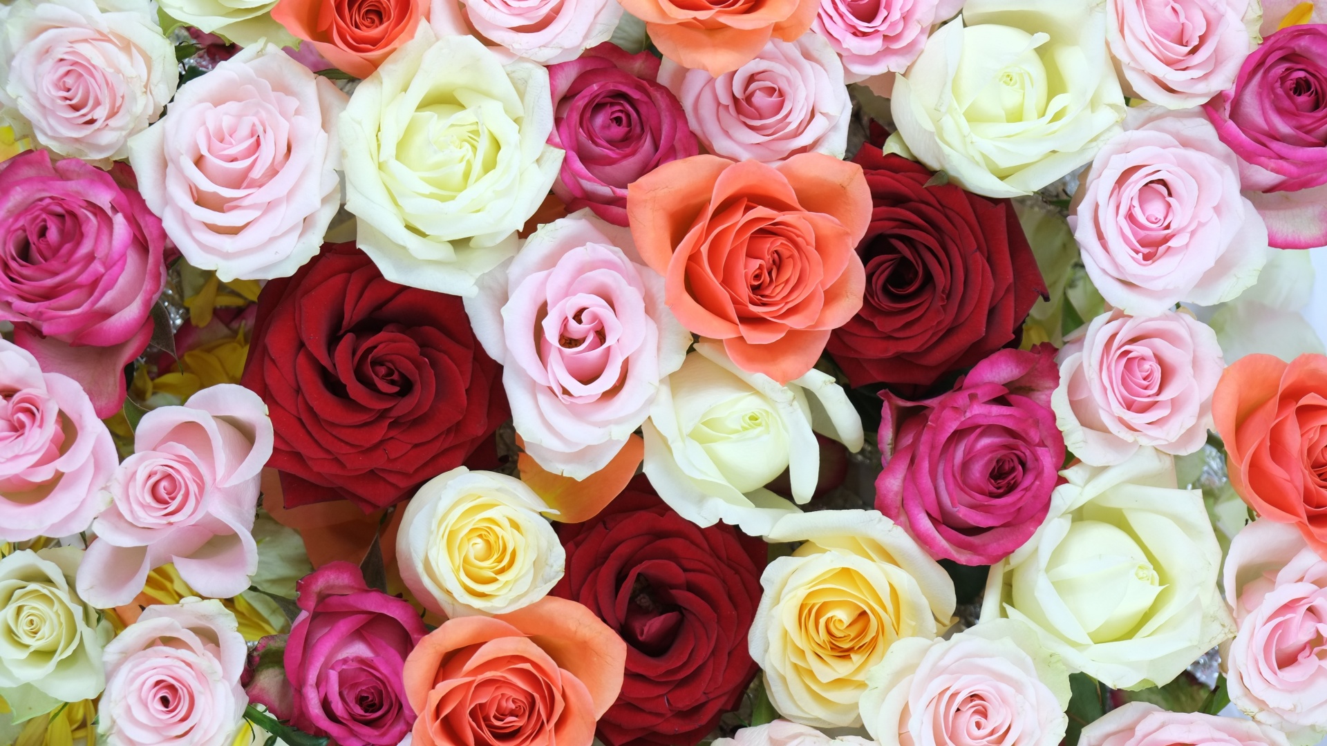 Rose flowers Wallpaper 4K, Multicolor, Colorful