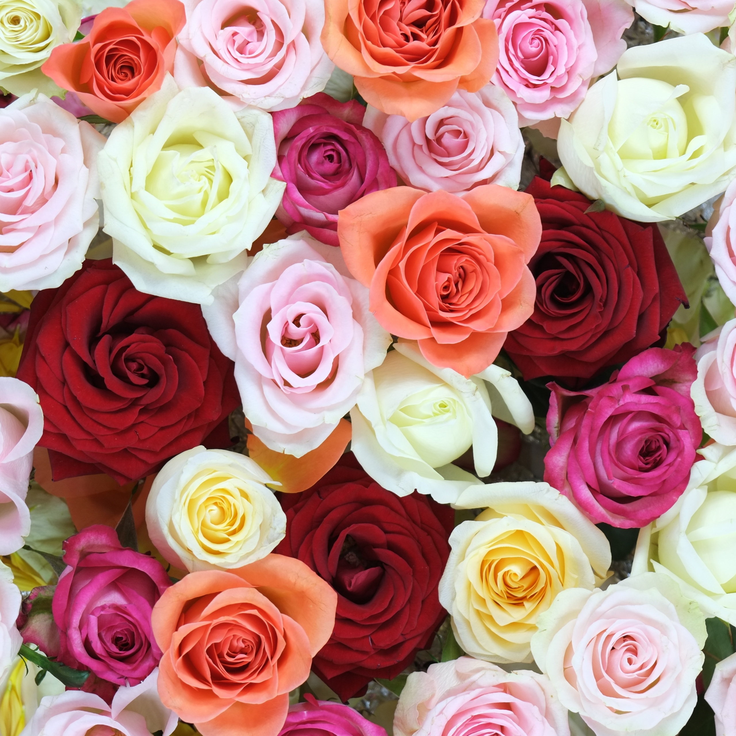 Rose flowers Wallpaper 4K, Multi color, Colorful, Flowers, #3534
