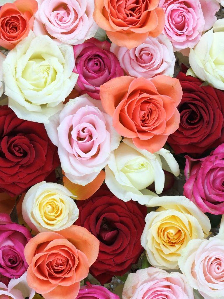 Rose flowers Wallpaper 4K, Multicolor, Colorful