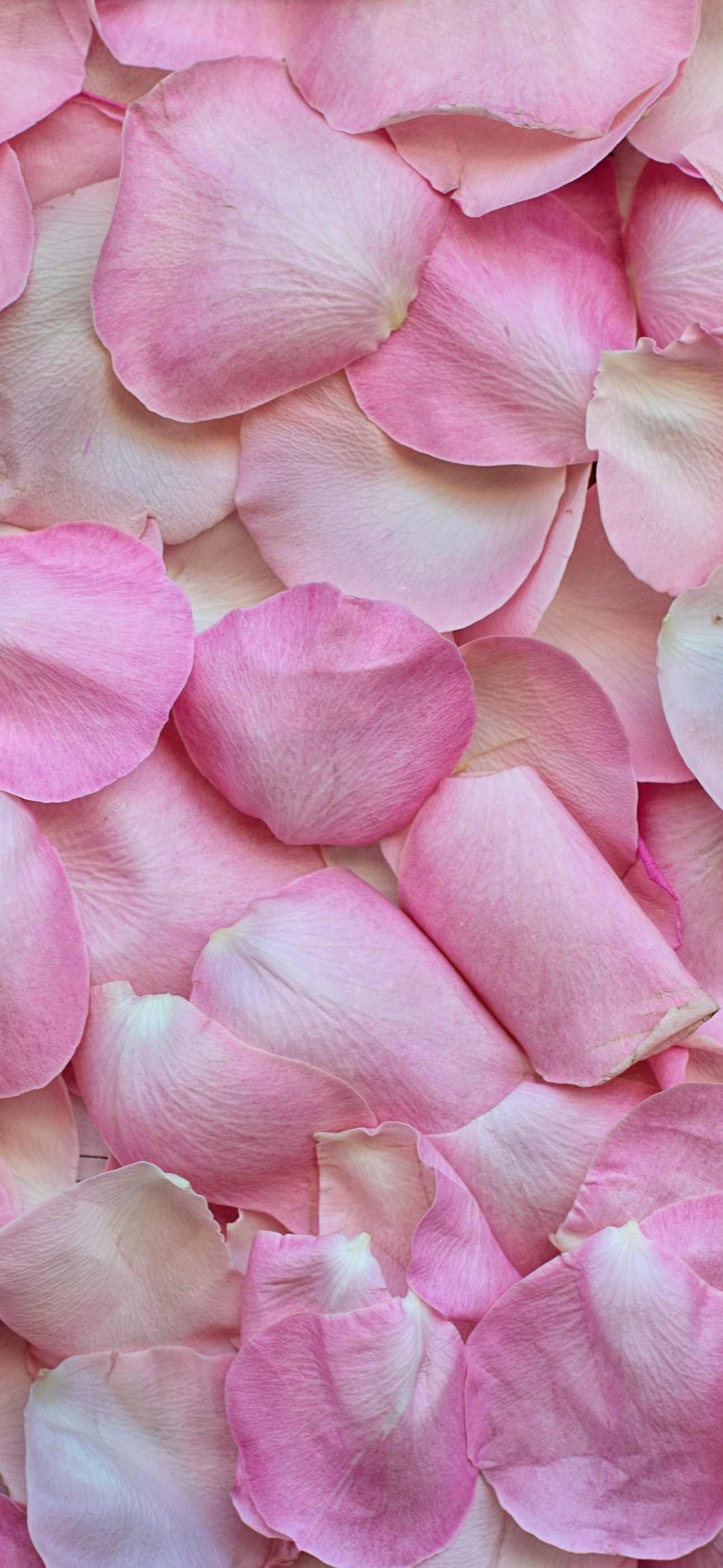 Rose Petals Wallpaper 4K, Pink, Floral Background, Flowers, #5755