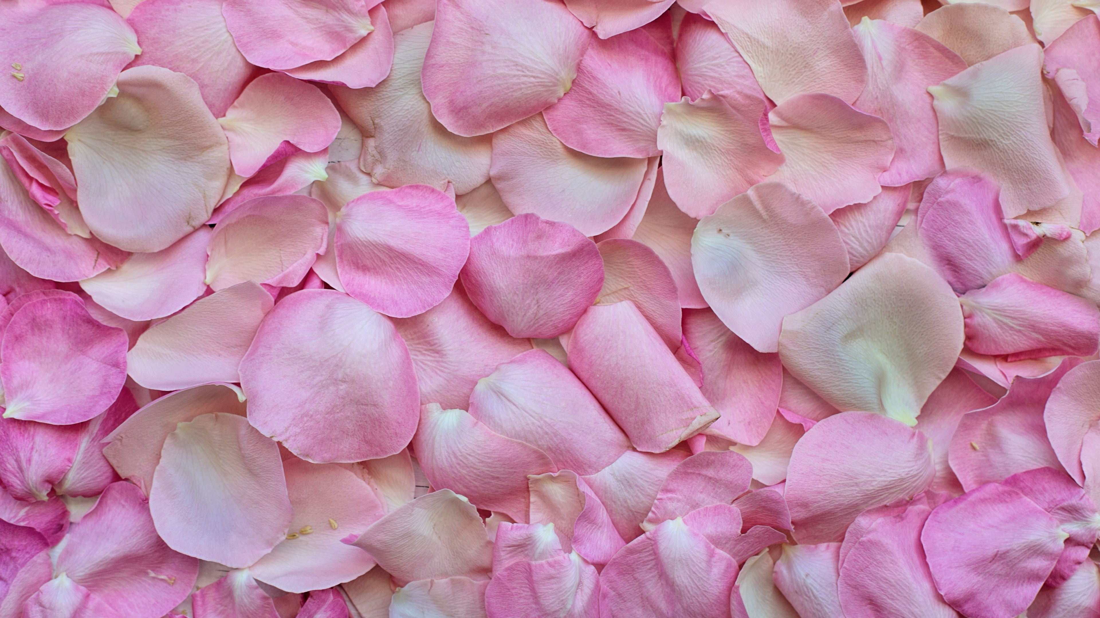 Rose Petals Wallpaper 4K, Pink, Floral Background, Flowers, #5755