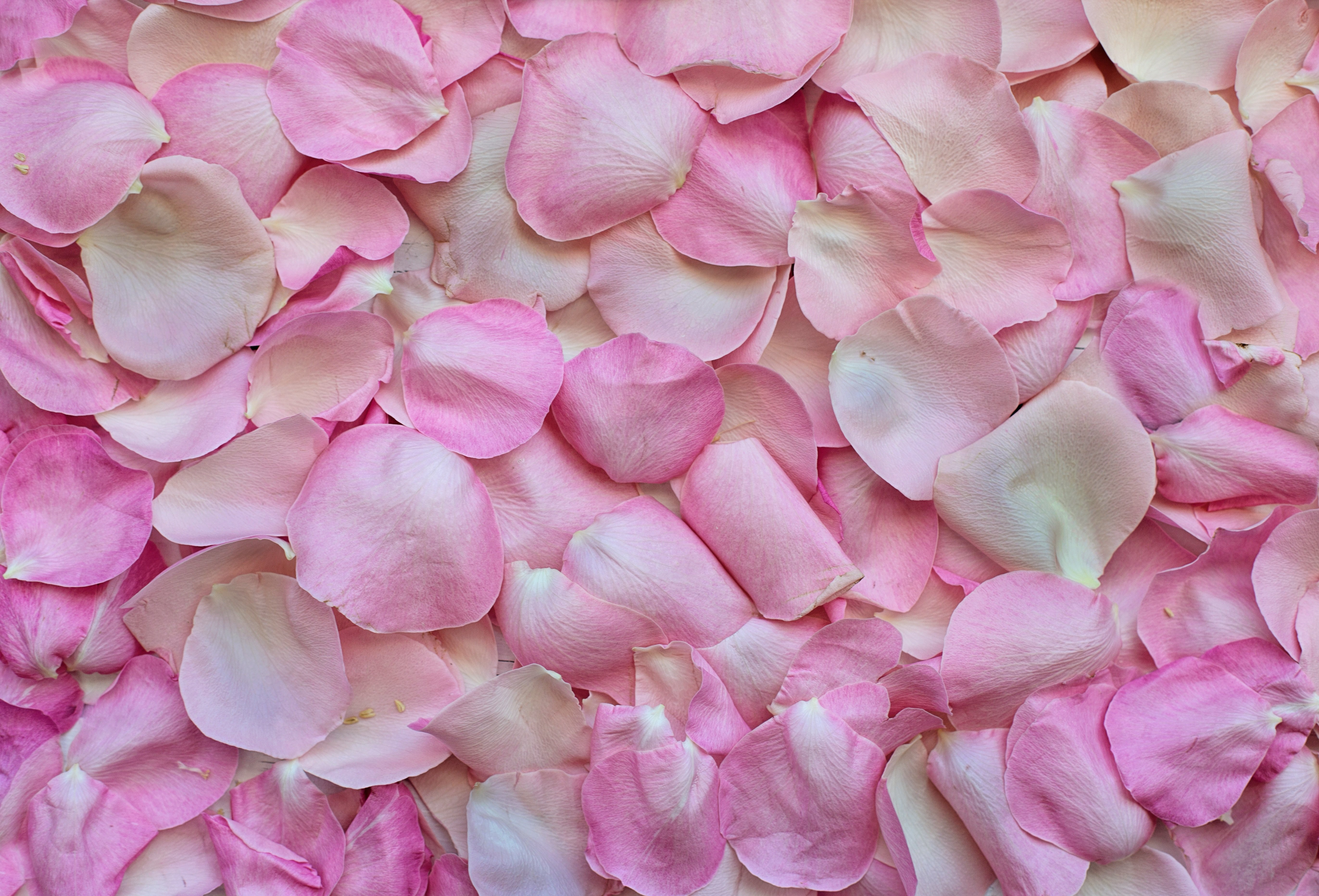 Совсем розовый. Лепестки роз. Розовые лепестки. Цветы текстура.