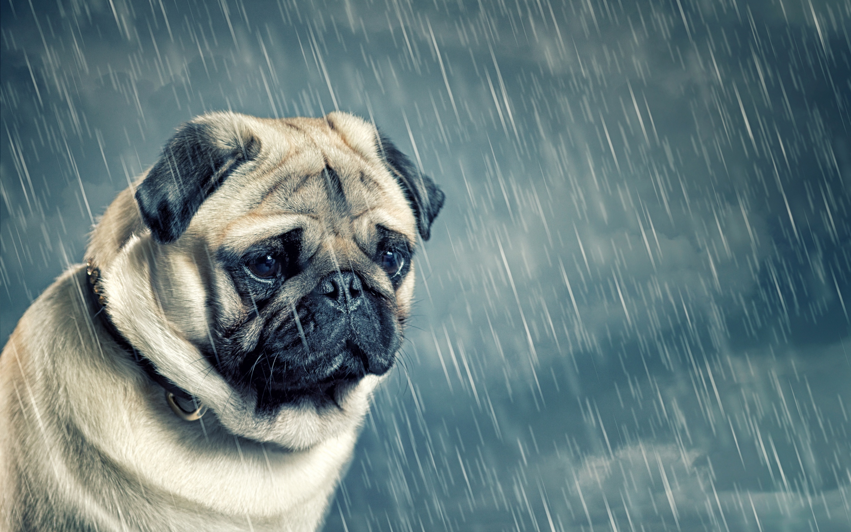 Pugs Wallpapers  Apps on Google Play