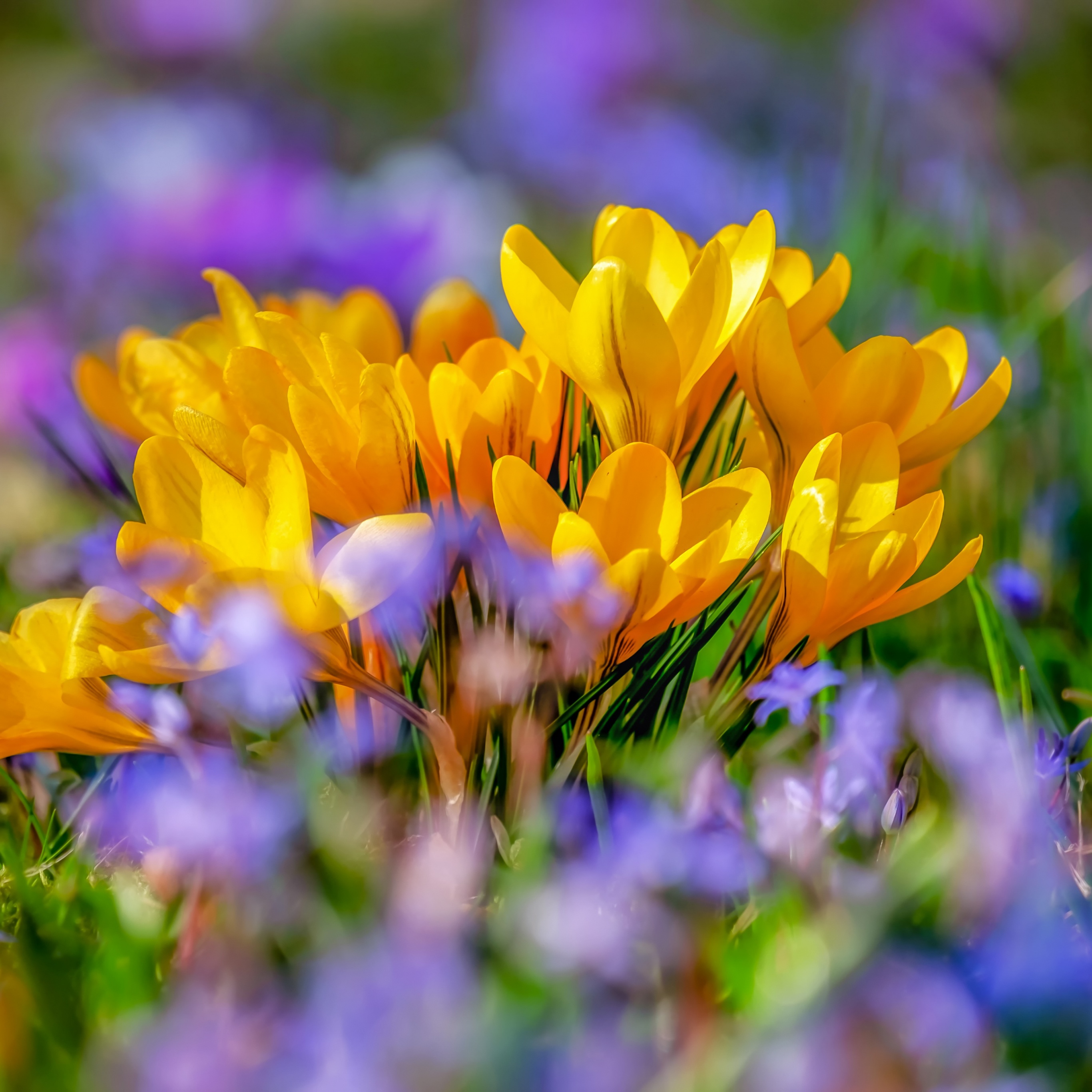 Saffron Flowers Wallpaper 4K, Yellow flowers, Flowers, #2364
