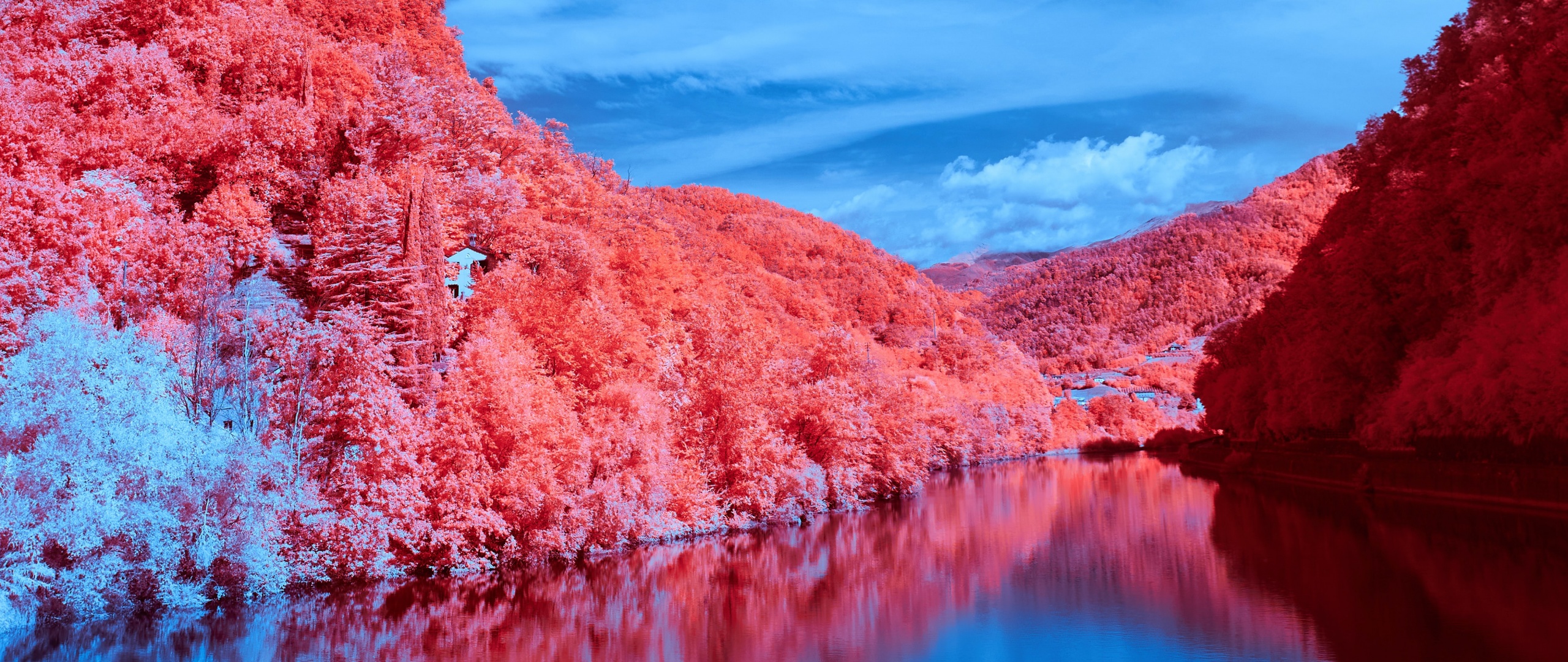 Wallpaper red, nature, rose, beauty, flora images for desktop, section  цветы - download