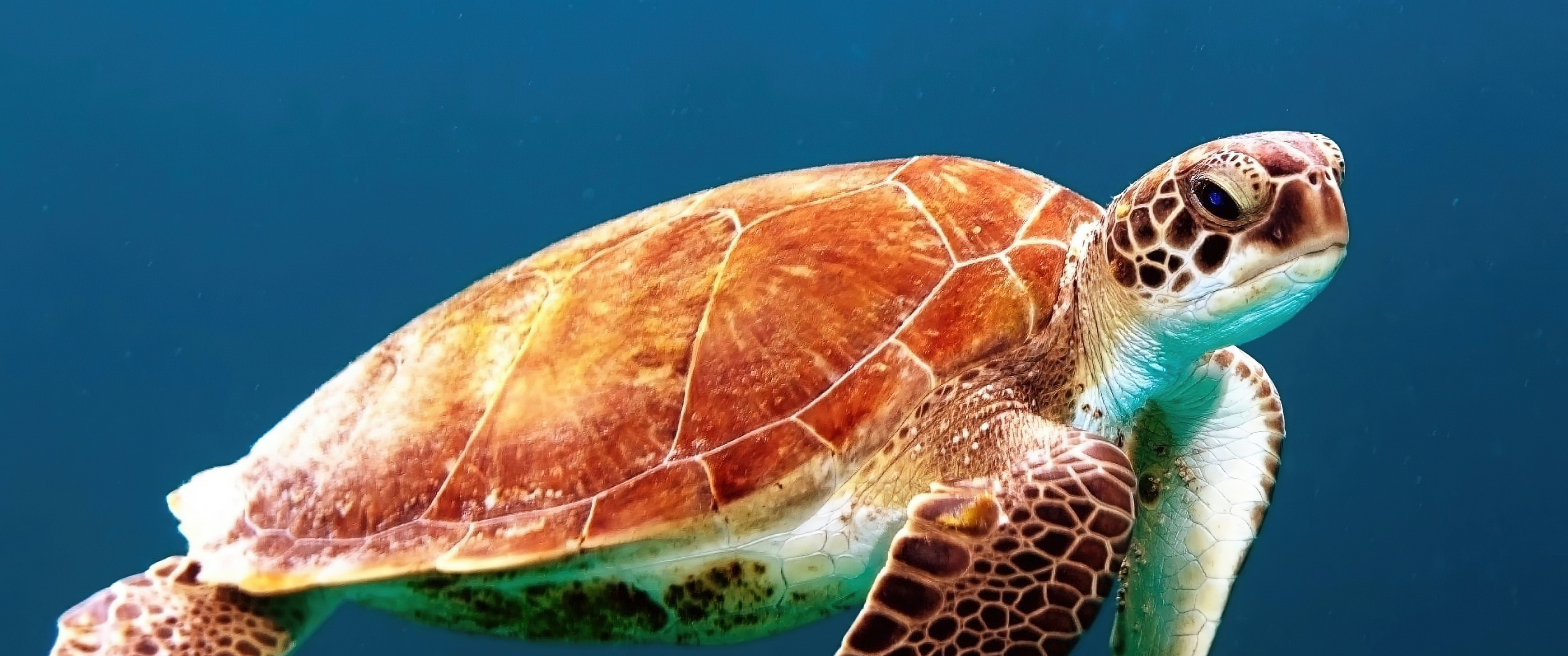 Sea Turtle Wallpaper 4K, Underwater, Sea Life
