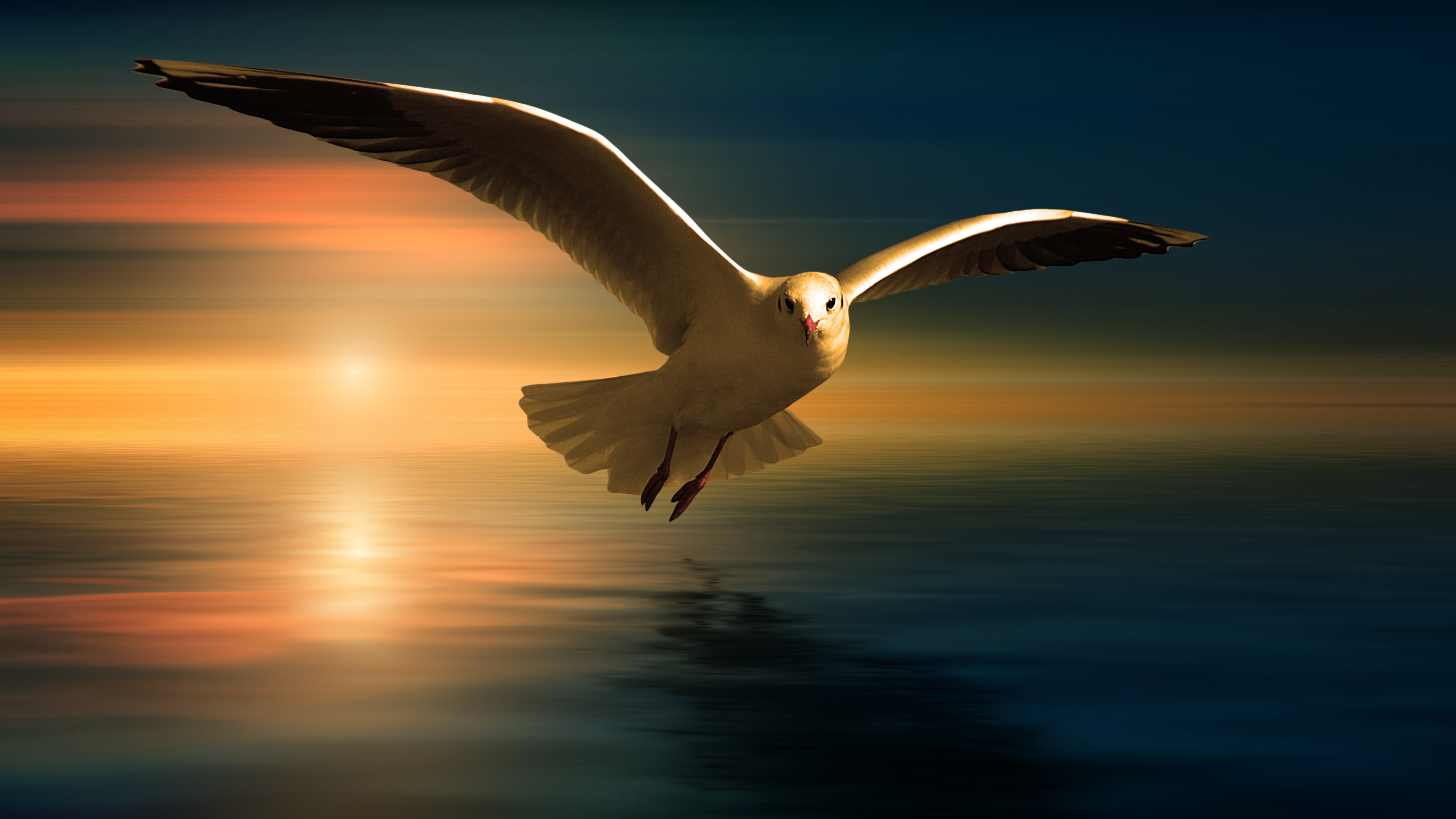 Seagull 4K wallpapers for your desktop or mobile screen free and easy to  download