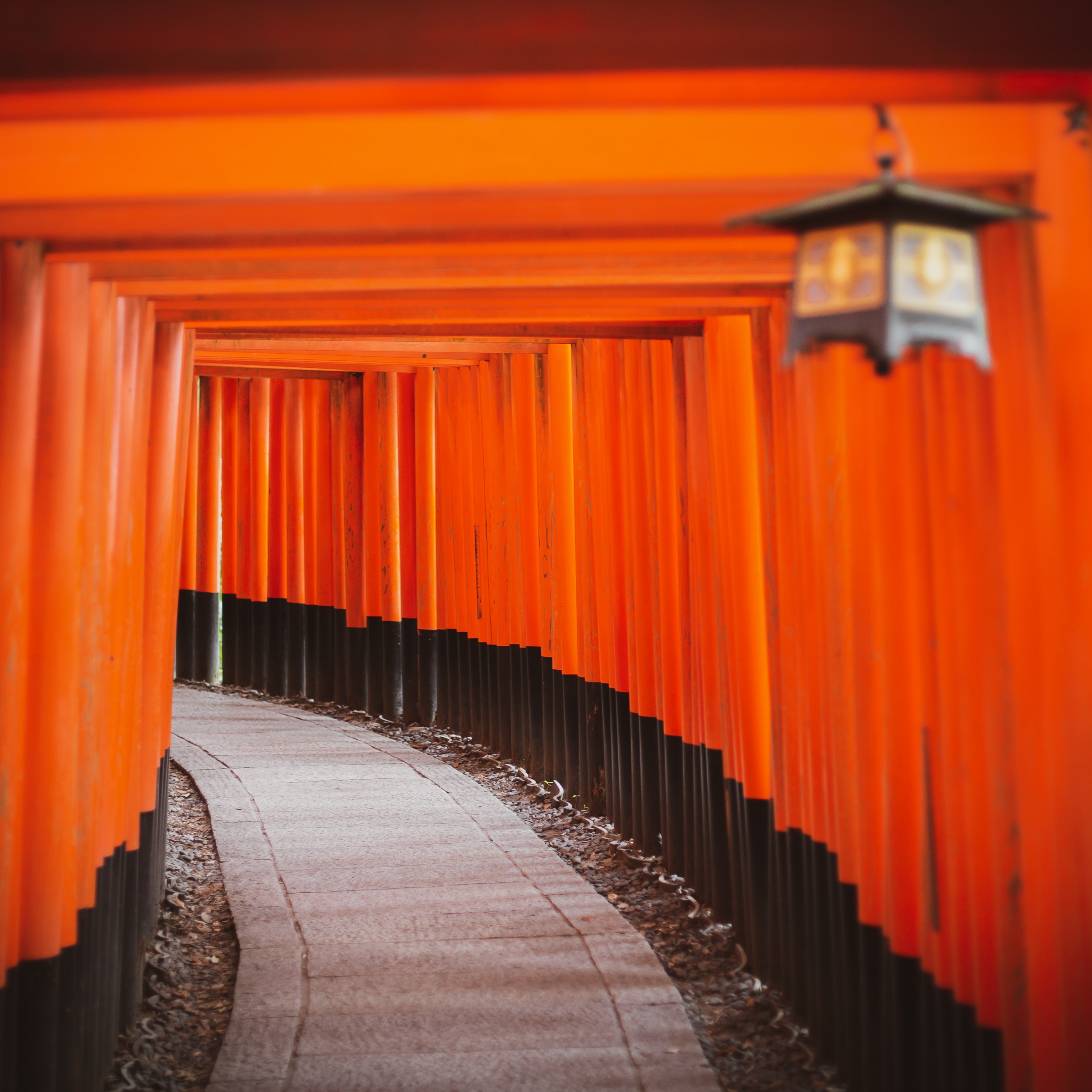 Shinto Shrine Wallpaper 4K, Tokyo, Japan, Torii Pass, Orange, Pattern