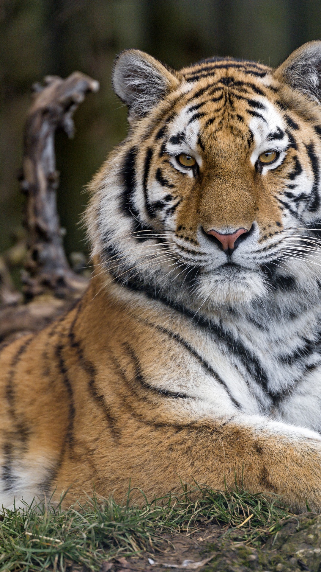  Siberian  tigress 4K Wallpaper Wild Animal  Trees Zoo 