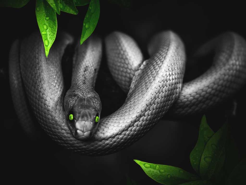 Simple Background Black Background Animals Lizards Reptile Wallpaper   Resolution2400x1333  ID1254732  wallhacom