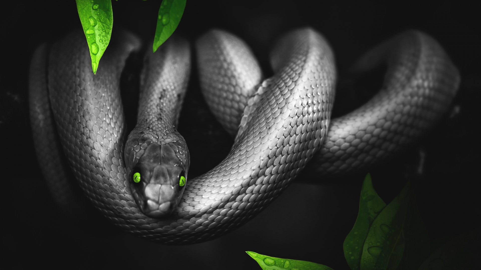 Green snake | Snake wallpaper, Snake images, Pet snake