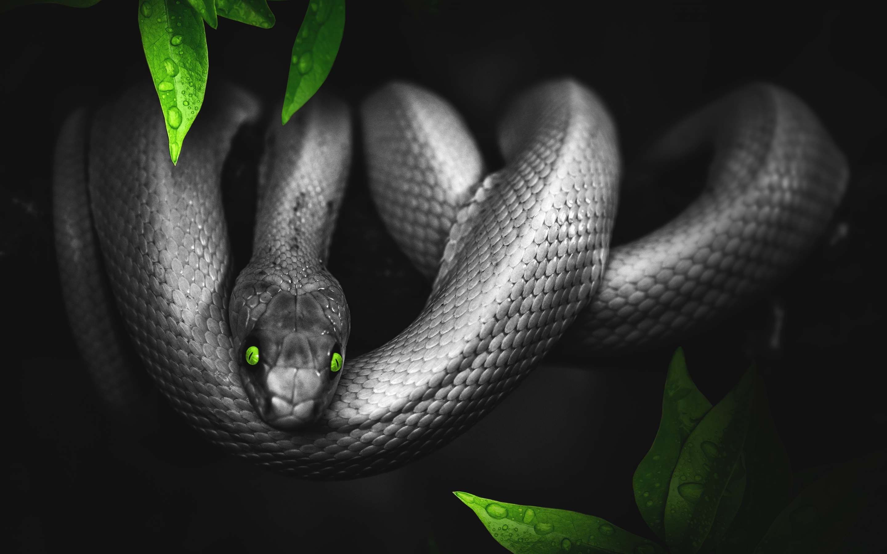 Download Slytherin Aesthetic Monochromatic Green Snake Wallpaper   Wallpaperscom