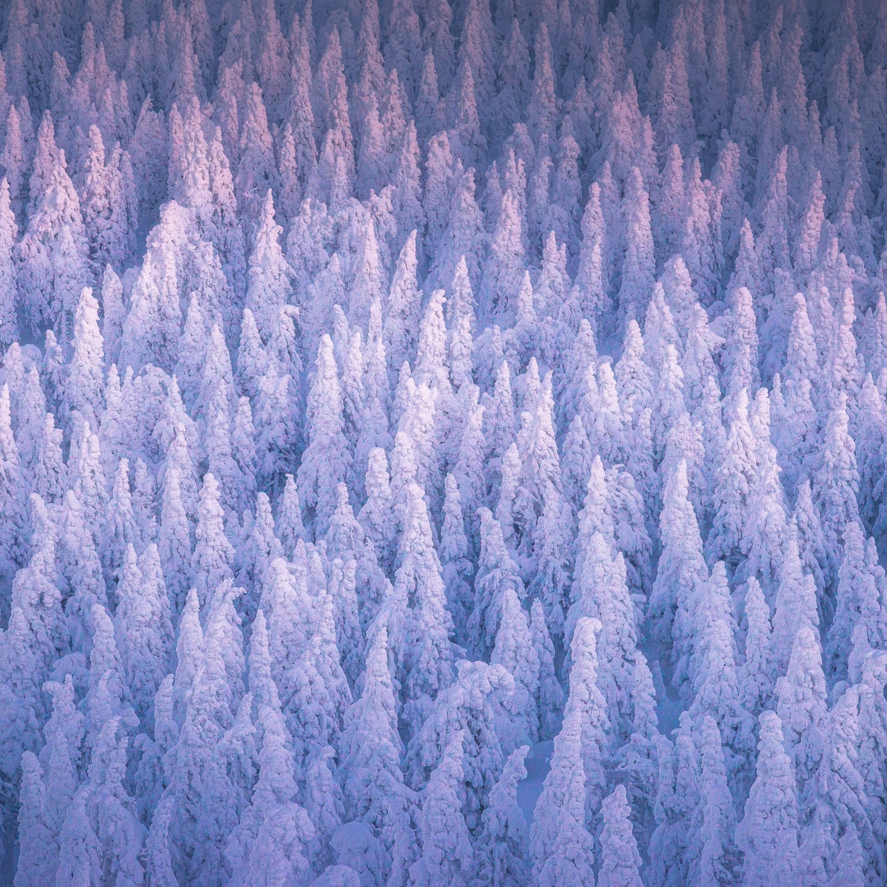 Snow covered Wallpaper 4K, Winter forest, Cold, Frozen trees