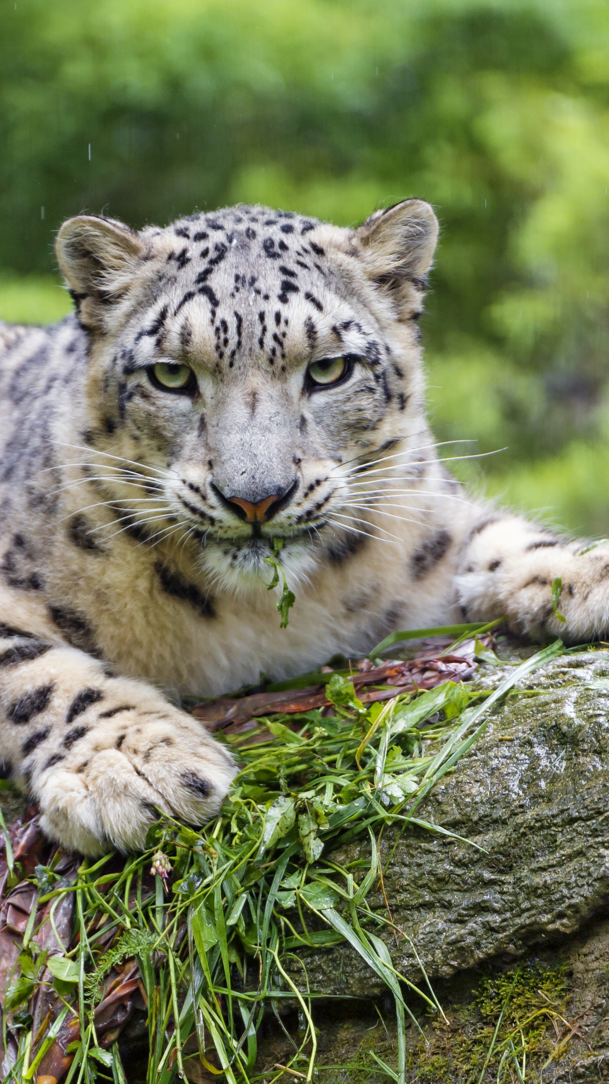 magicprefs snow leopard