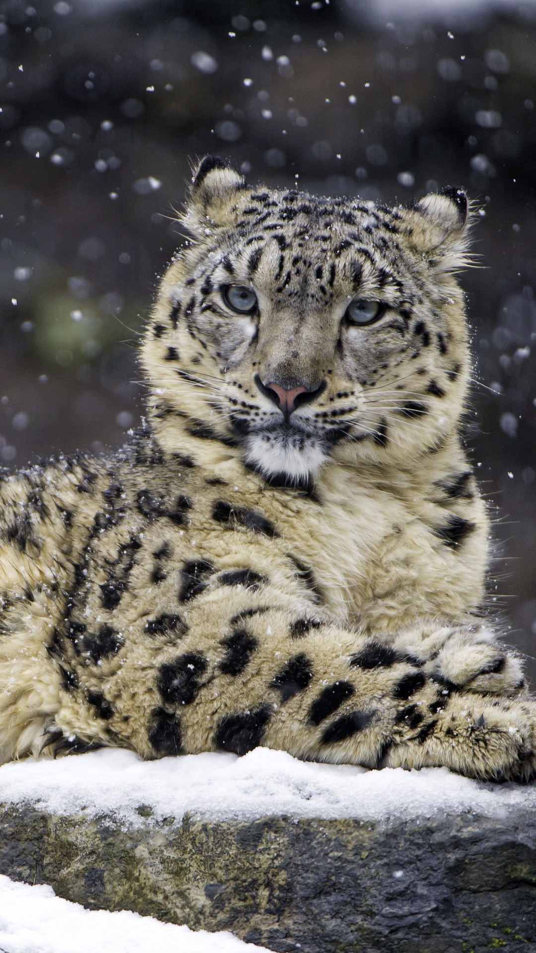 Snow leopard Wallpaper 4K, Winter, Big cat, Wildlife, Predator