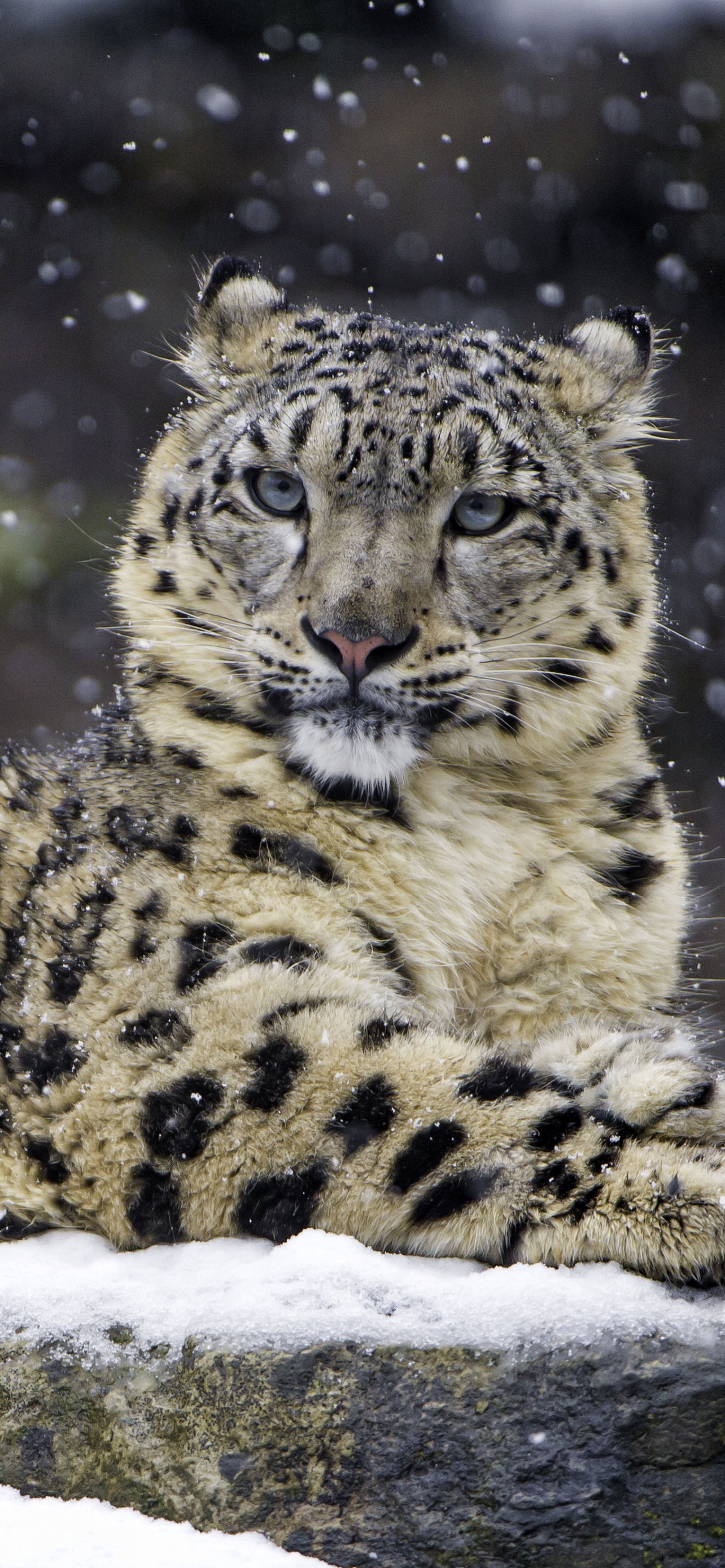 Snow leopard 4K Wallpaper, Winter, Big Cat, Wildlife