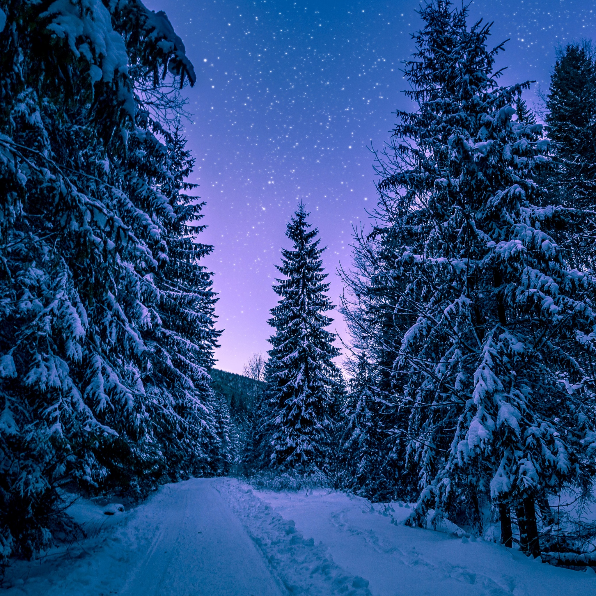 Dark Forest Woods Snow Winter Vv Wallpaper - [640 x 960]