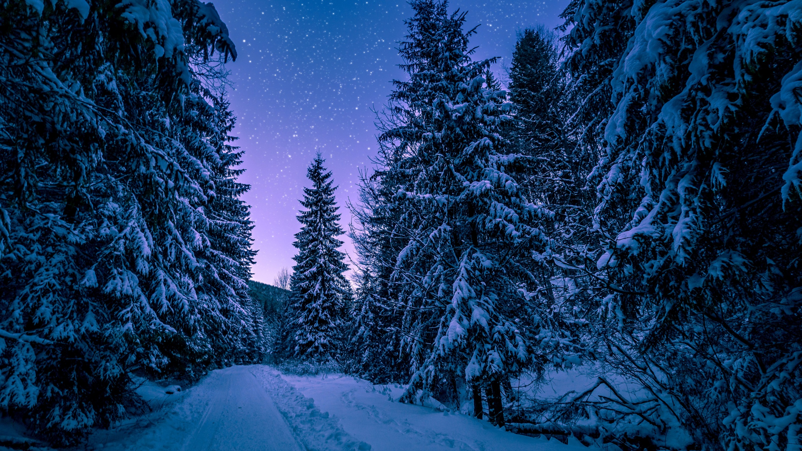 500 Winter Forest Pictures  Download Free Images on Unsplash
