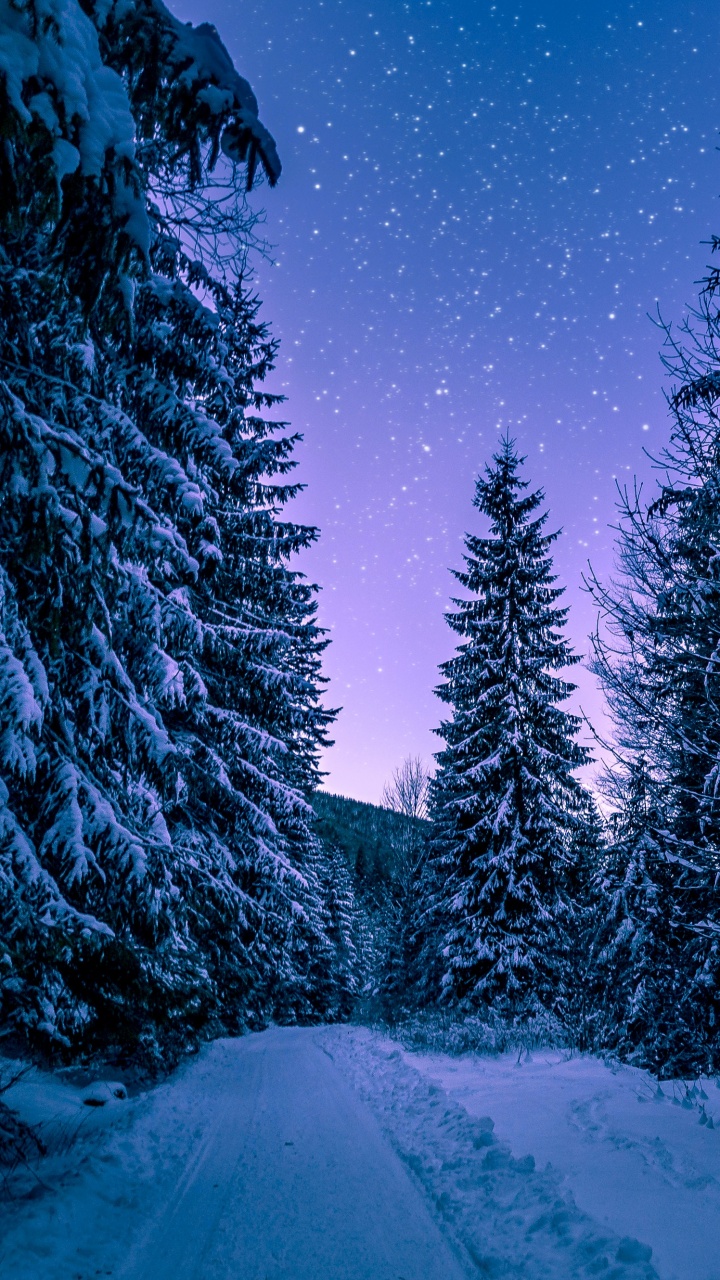 Snowy Trees Wallpaper 4K, Winter, Forest, Frozen, Nature, #5591