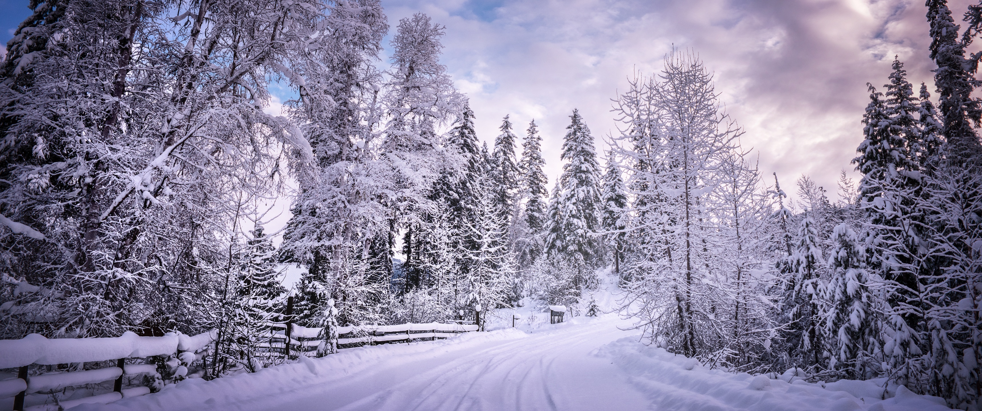 Snowy Trees Wallpaper 4K, Winter Road, Nature, #3689