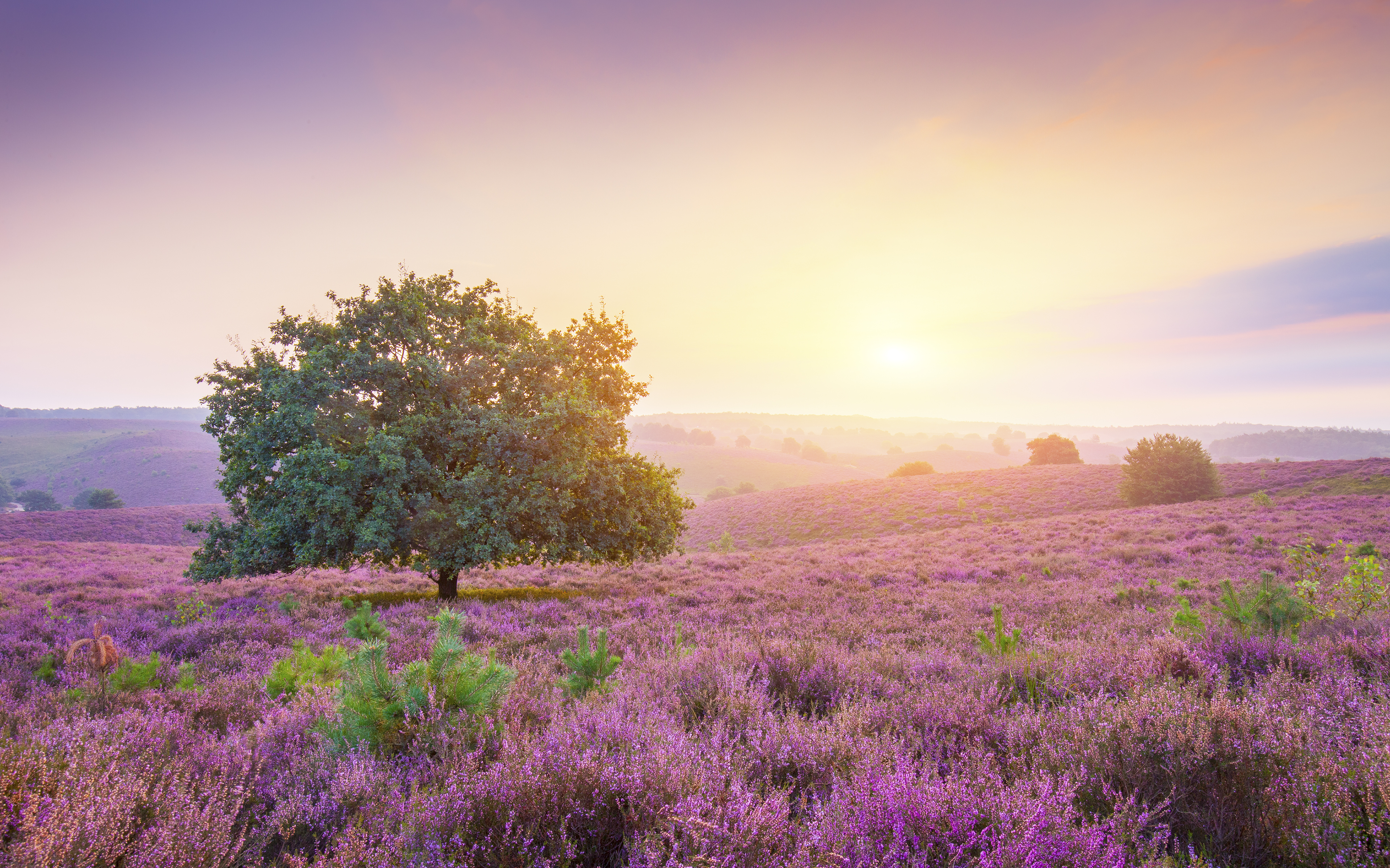 Spring Wallpaper 4K, Sunrise, Landscape, Purple heath