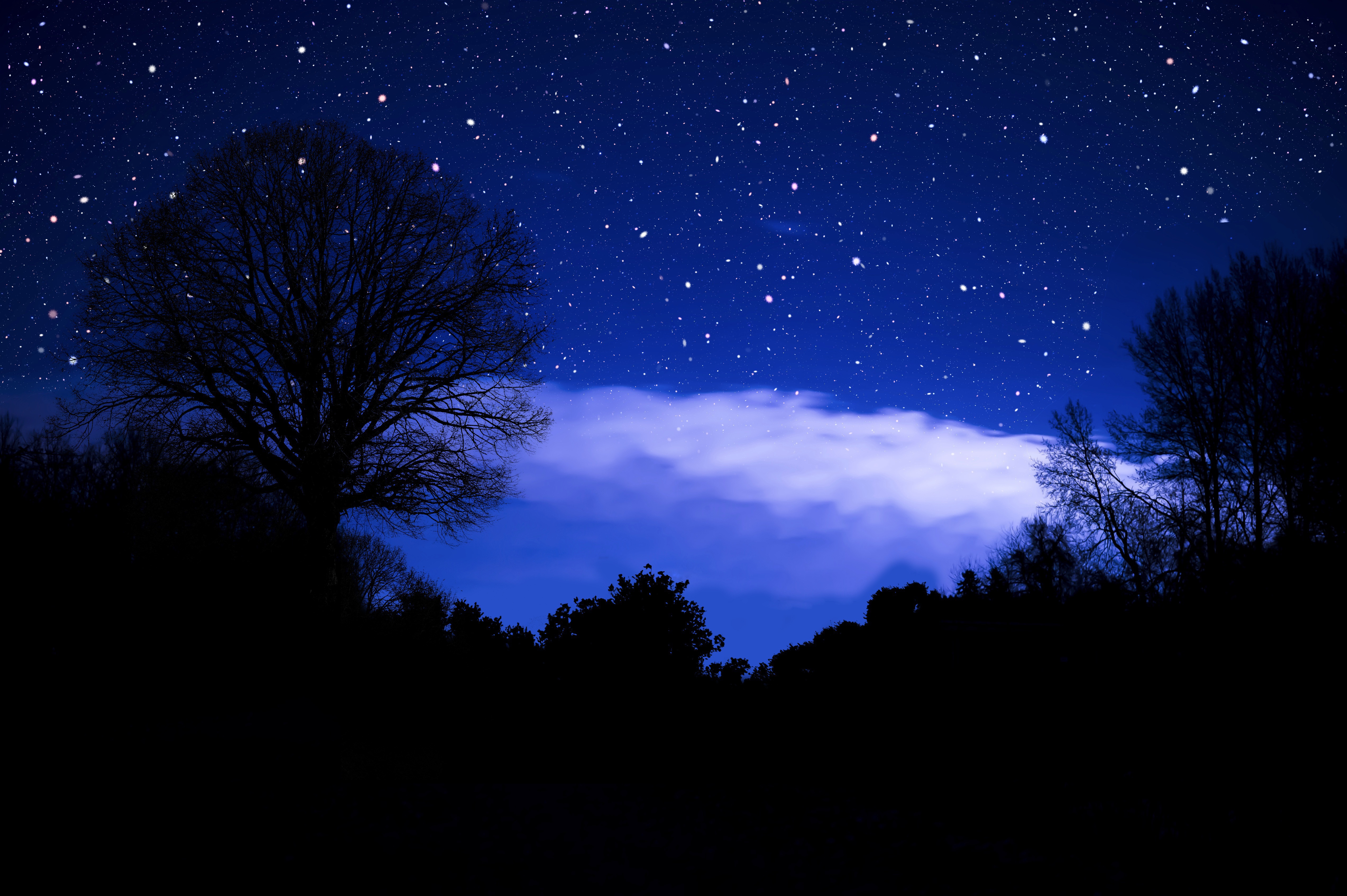 Starry sky in the forest, forest, stars, 1366x768, sky, HD wallpaper
