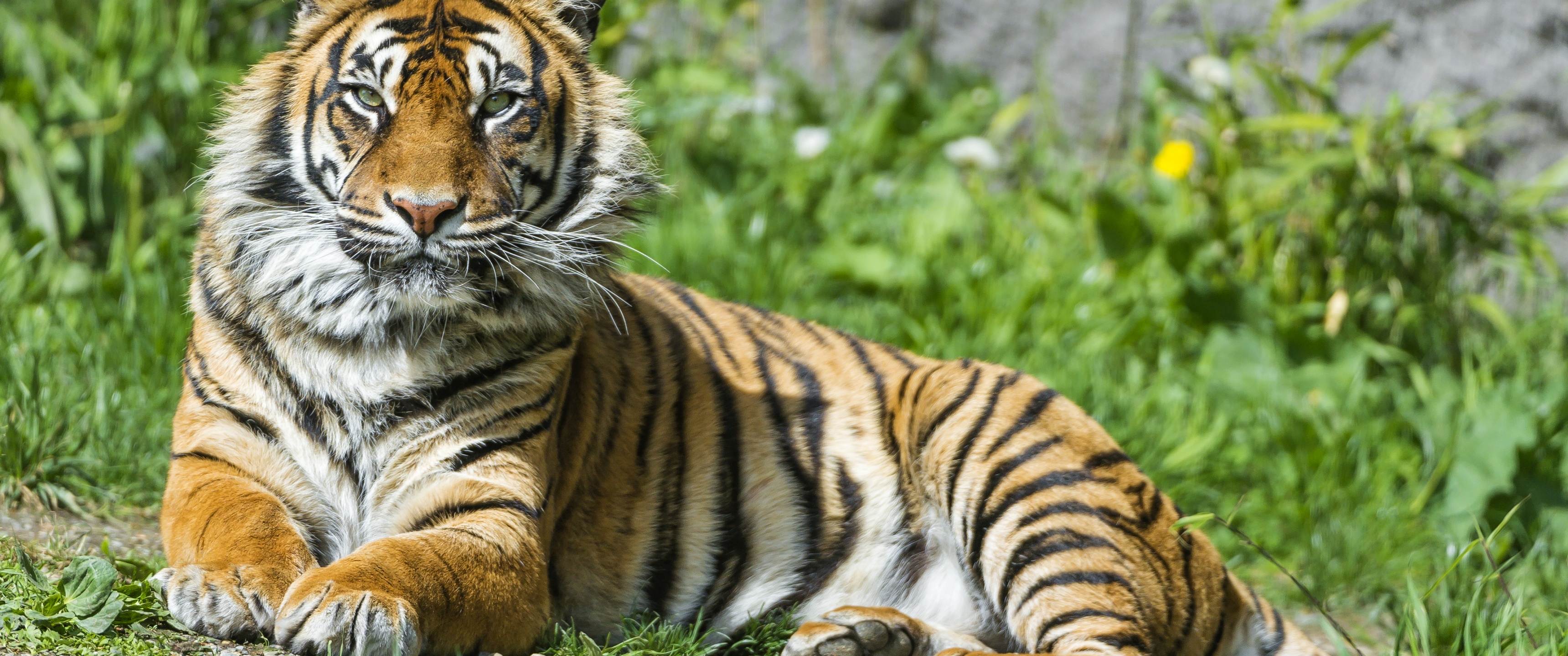 Sumatran tiger Wallpaper 4K, Big cat, Wild animal, Animals, #2856