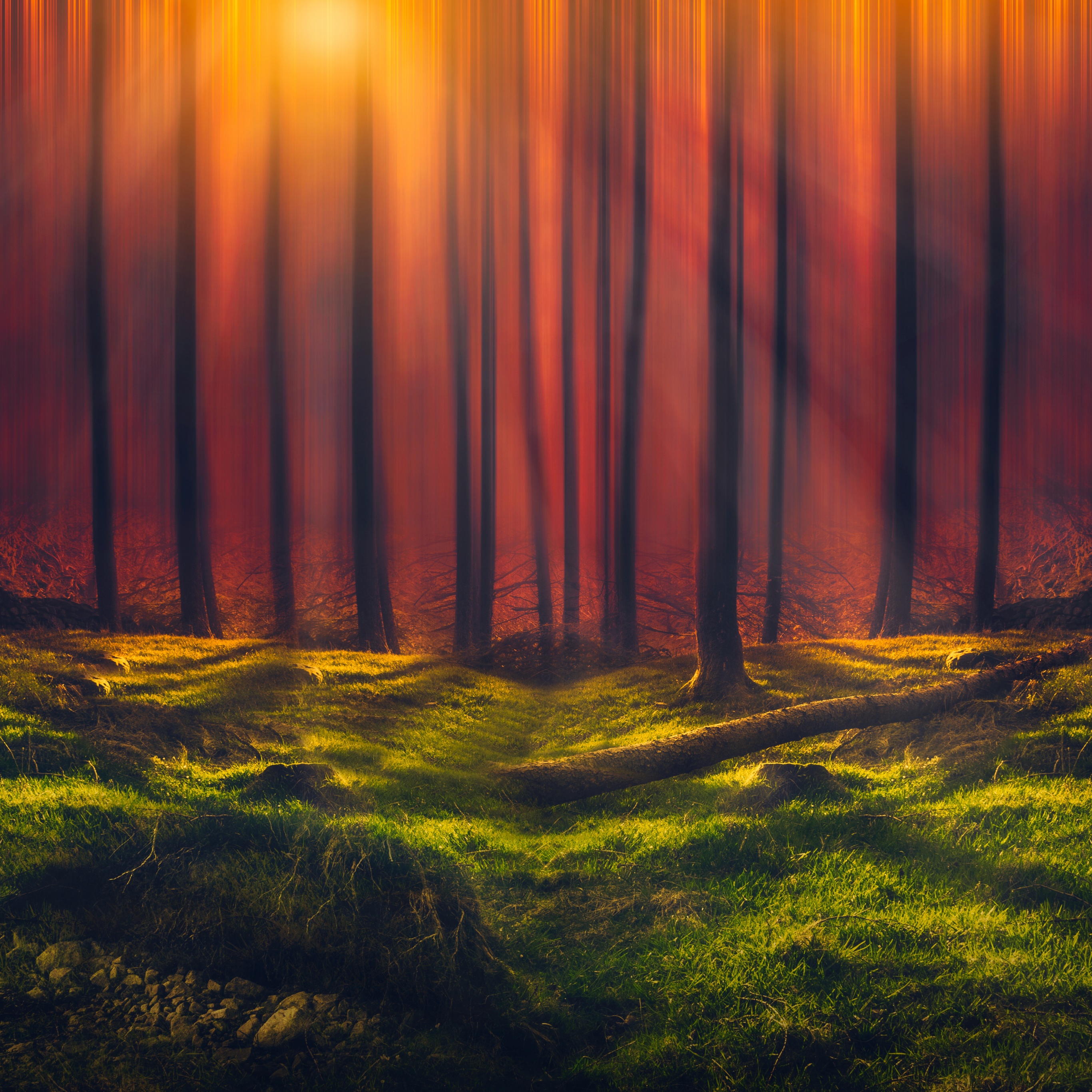 Sun rays Wallpaper 4K, Forest, Grass, Woods, Nature, #2526