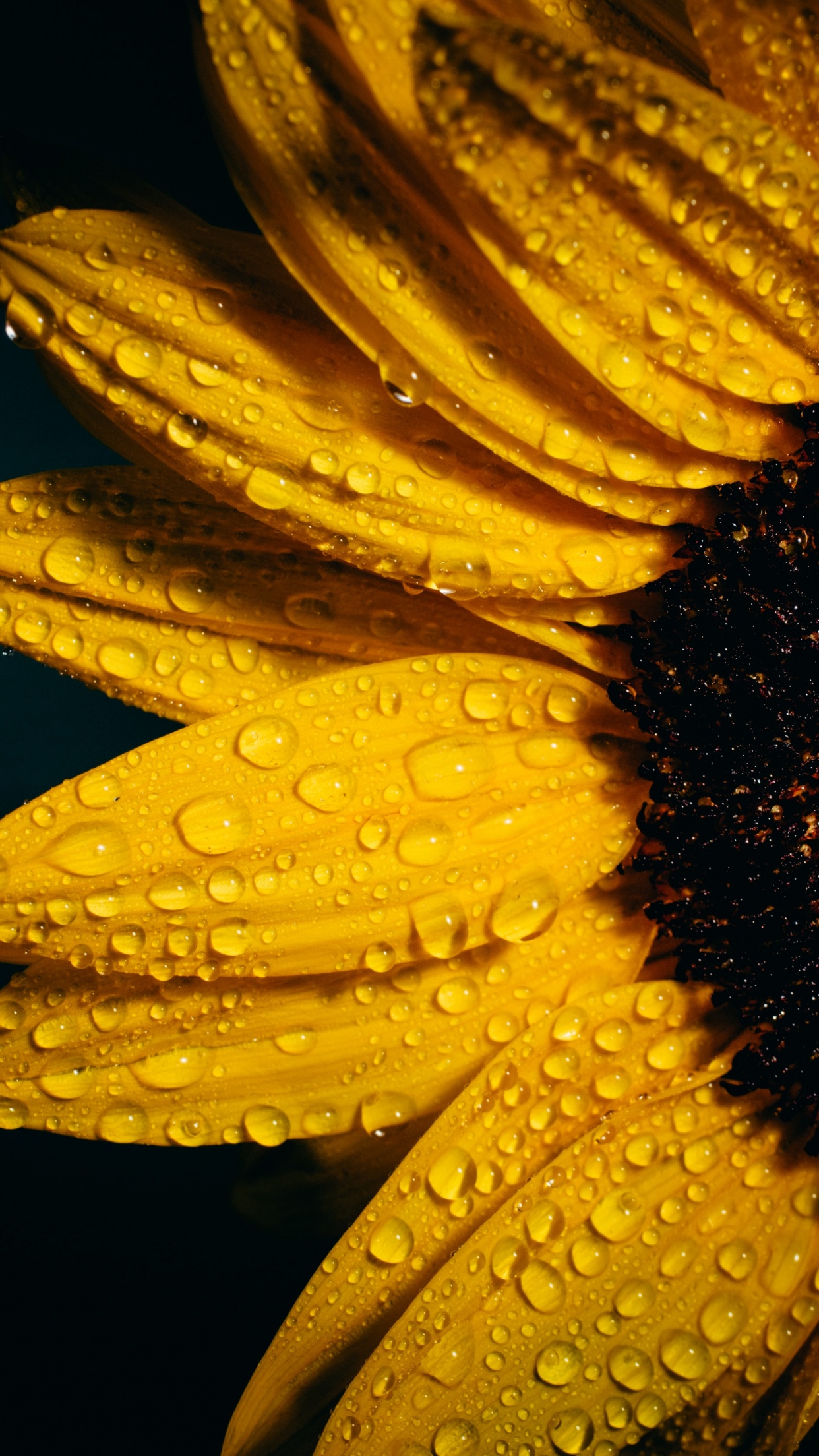 Sunflower, aesthetic, lockscreen yellow, HD phone wallpaper | Peakpx
