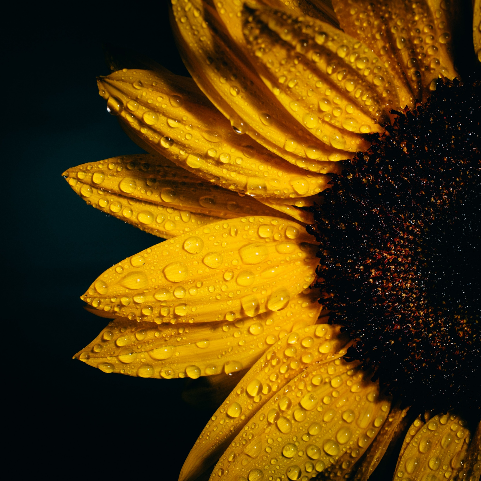 Sunflower Wallpaper 4K, Black background, Rain droplets, Yellow