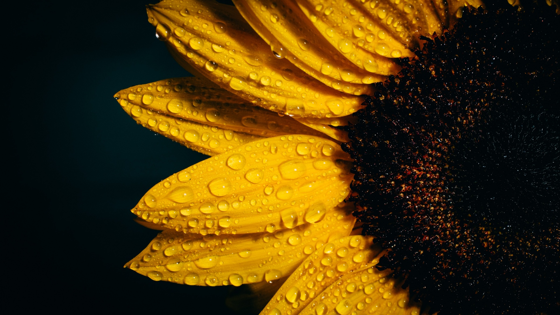 Sunflower 4k Wallpaper Black Background Rain Droplets Yellow