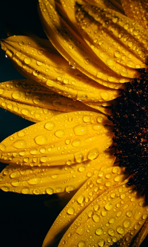 Sunflower Wallpaper 4K, Black background, Rain droplets, Yellow ...