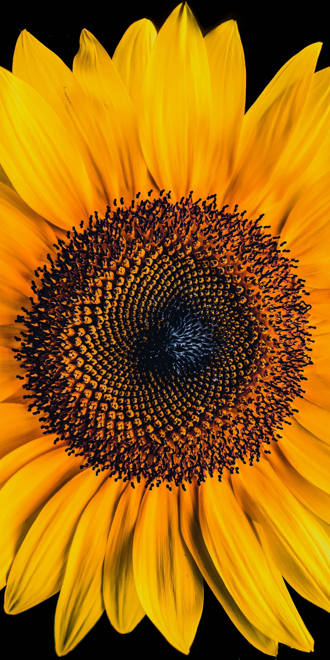 All Black Sunflower Wallpaper : Sunflower Full HD Wallpaper and