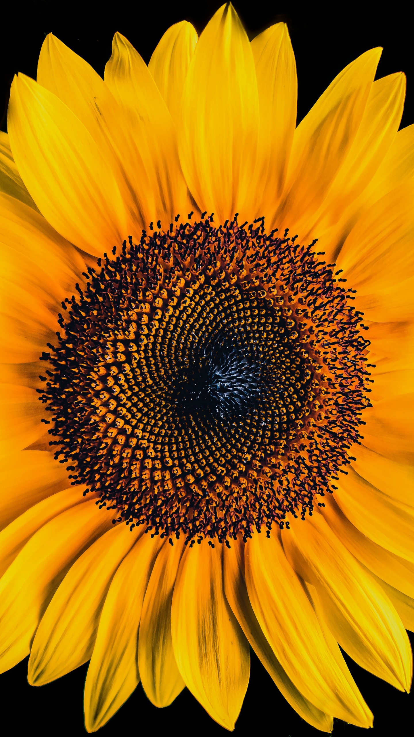 Sunflower Wallpaper 4K, Black background, Flowers, #2299