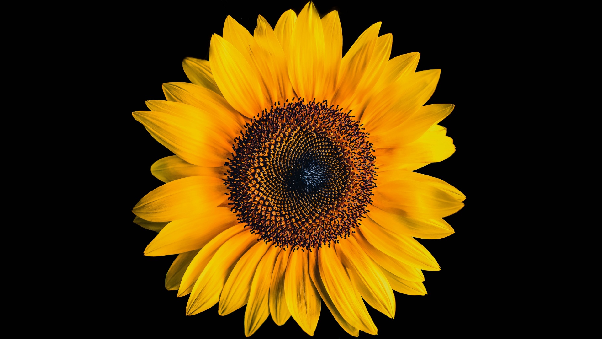 Sunflower Wallpaper 4K, Black background, Yellow flower, 5K, Flowers, #2299