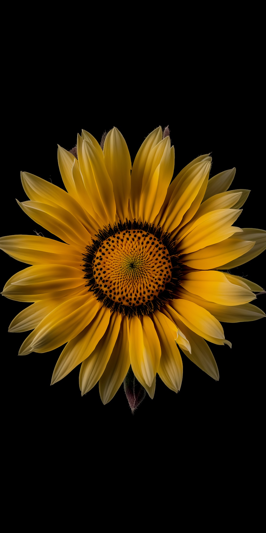 50+ Sunflower Wallpaper Backgrounds to Download Free For Your iPhone