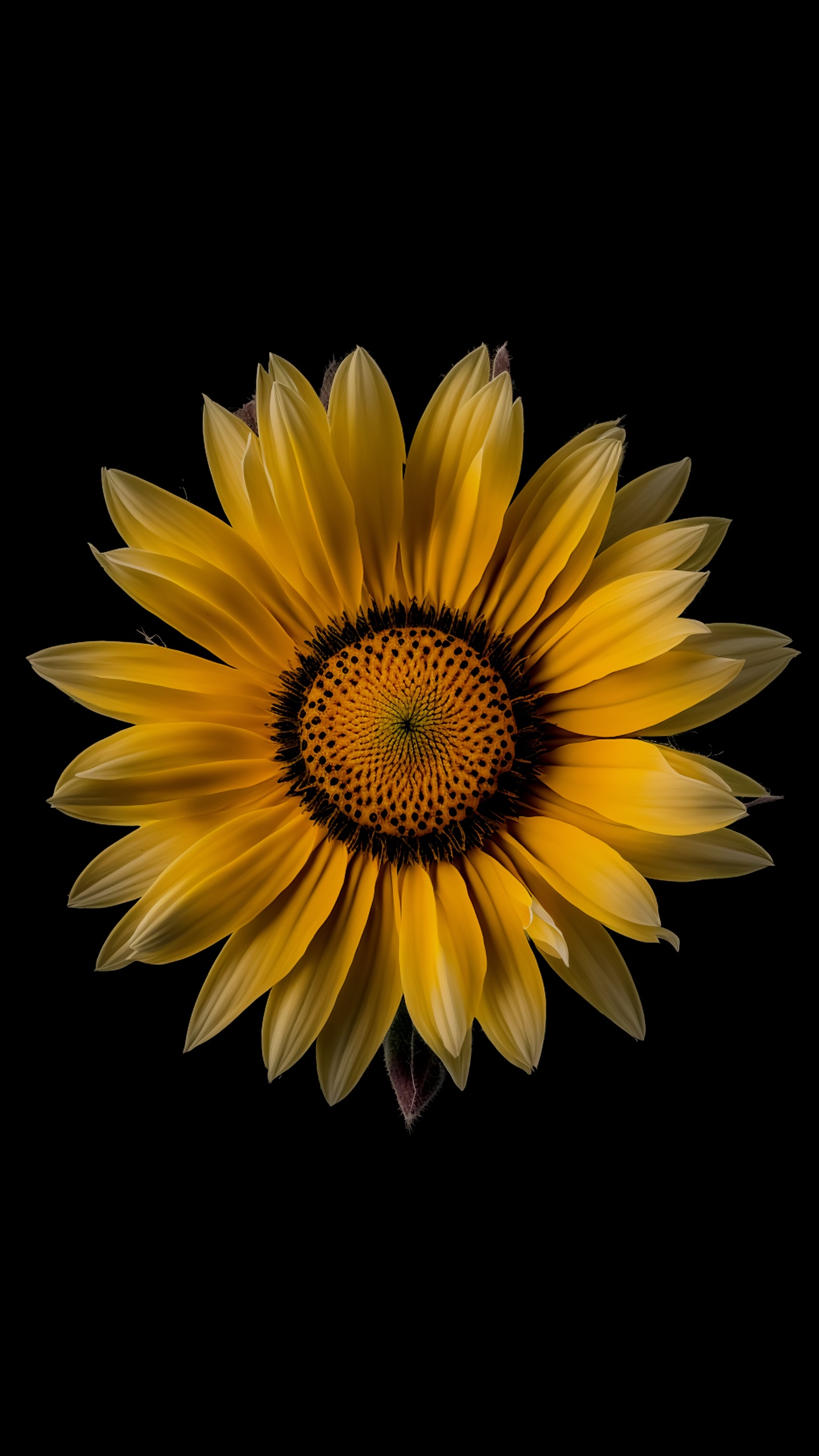 100+ Sunflower wallpapers HD | Download Free backgrounds