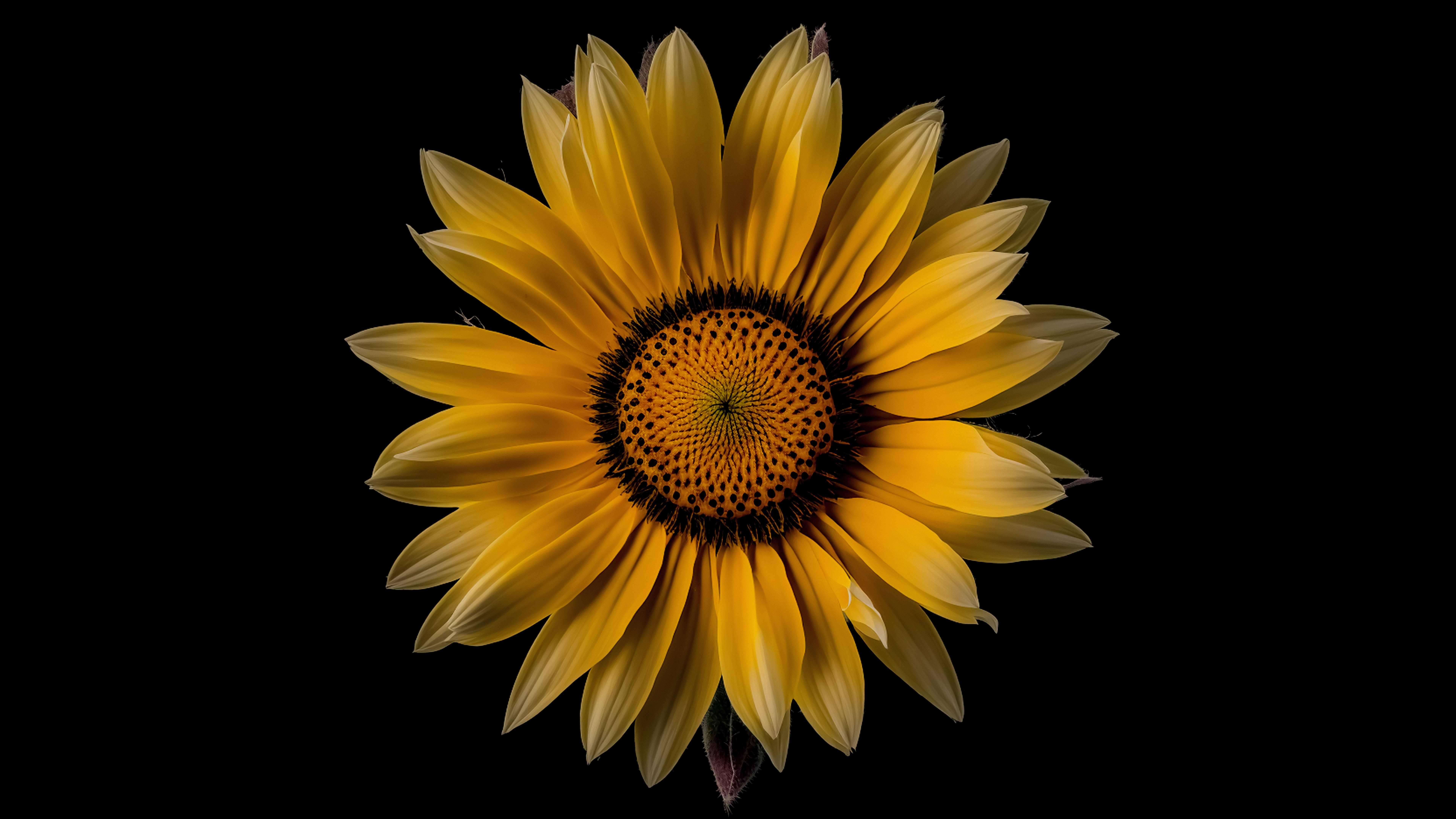 Dark Sunflower Wallpapers  Top Free Dark Sunflower Backgrounds   WallpaperAccess