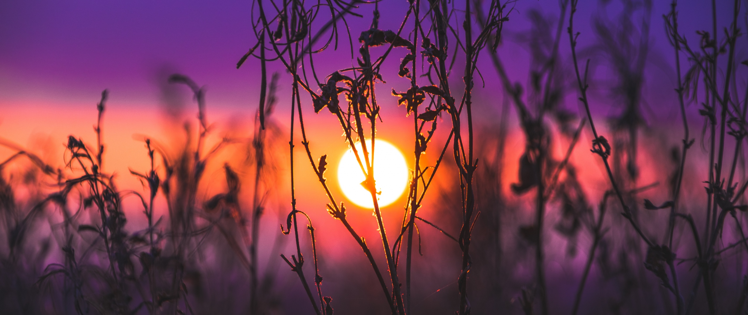 Sunrise Wallpaper 4K, Silhouette, Purple sky, Nature, #3424
