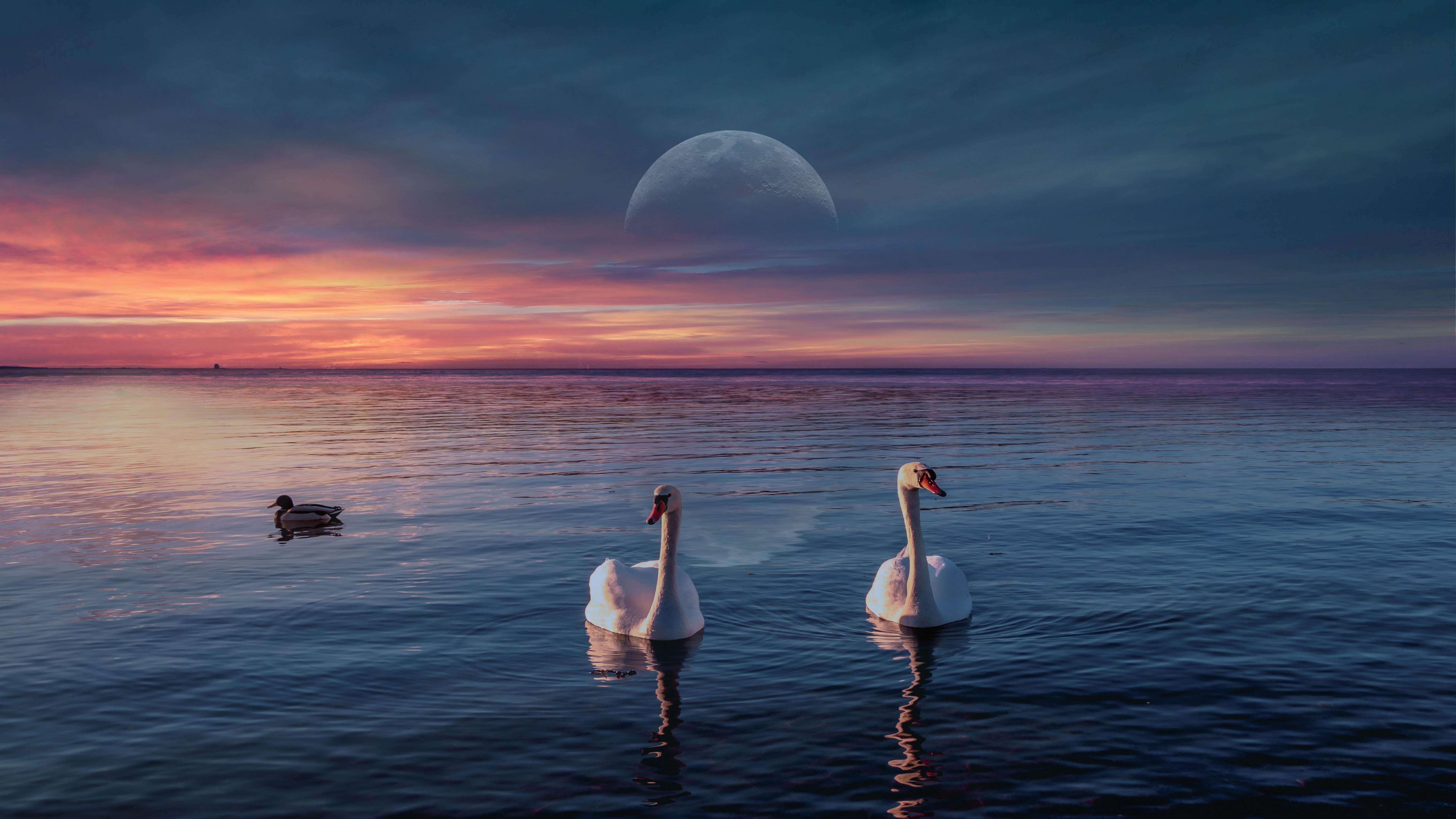 Луна лебединая. Лебеди на закате. Лебедь озеро и Луна. Лебеди на закате солнца. Луна на рассвете.