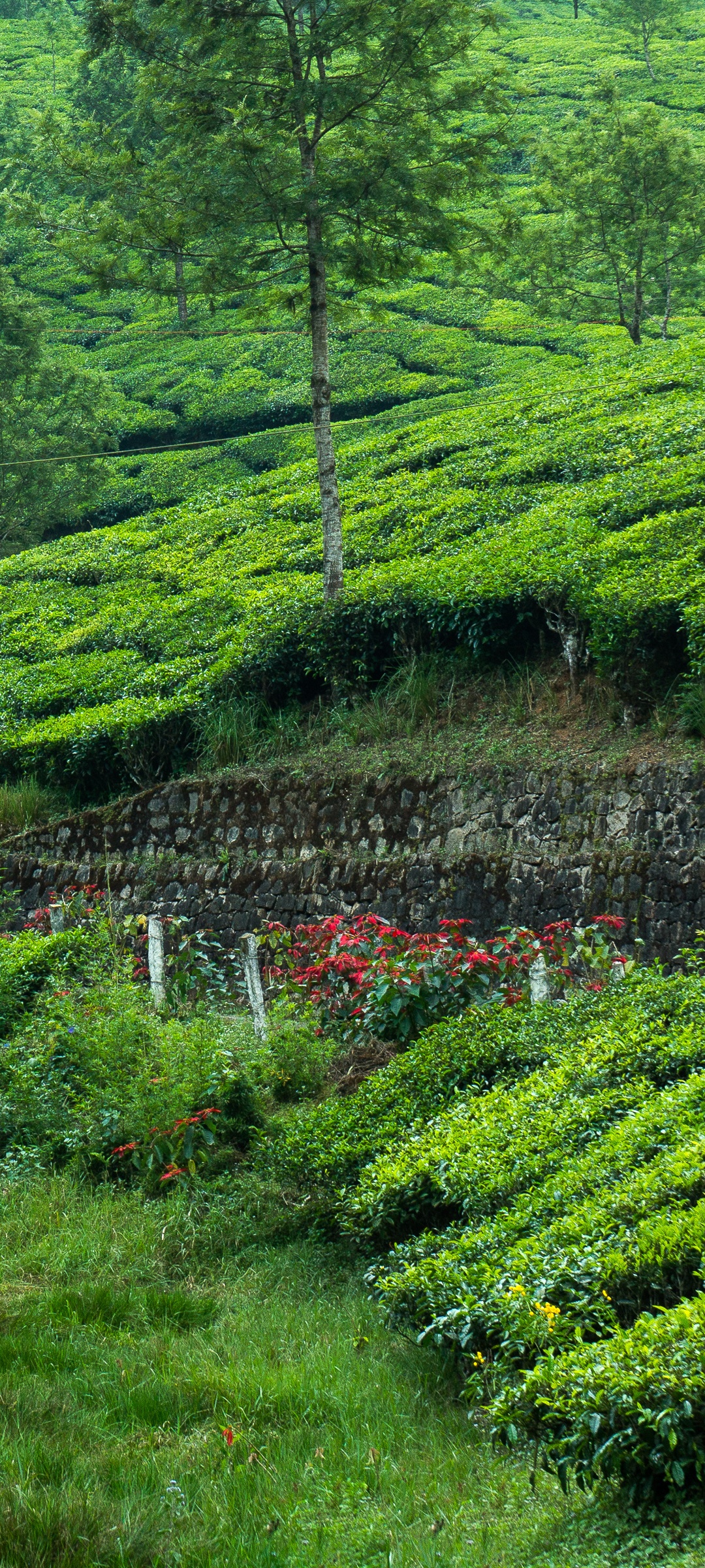 Tea Estate Wallpaper 4K, Hill Station, Greenery, Western Ghats, Pattern