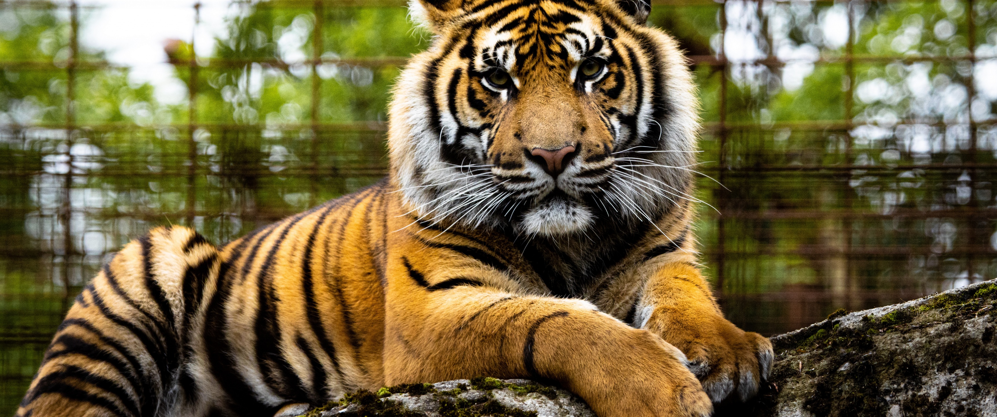 Tiger Wallpaper 4K, Big cat, Wildlife, Animals, #2165